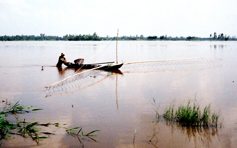 Bình Định là xứ cây ăn trái, nông dân giàu lên nhờ trồng quả đặc sản, chùm dâu da khổng lồ thế này - Ảnh 3.