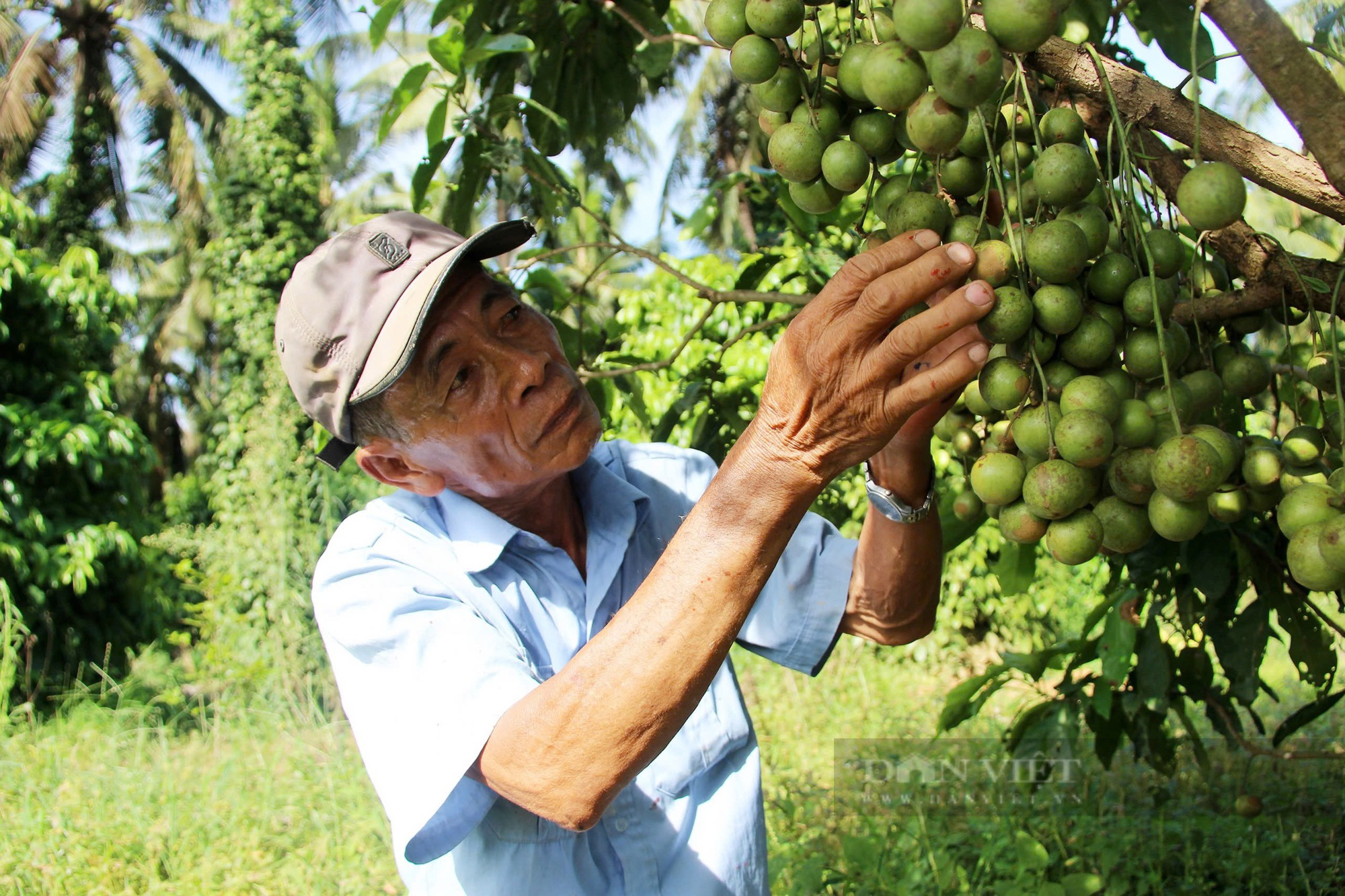 Những nông dân "dám nghĩ dám làm", quyết tâm thoát nghèo trên mảnh đất quê hương Bình Định- Ảnh 1.