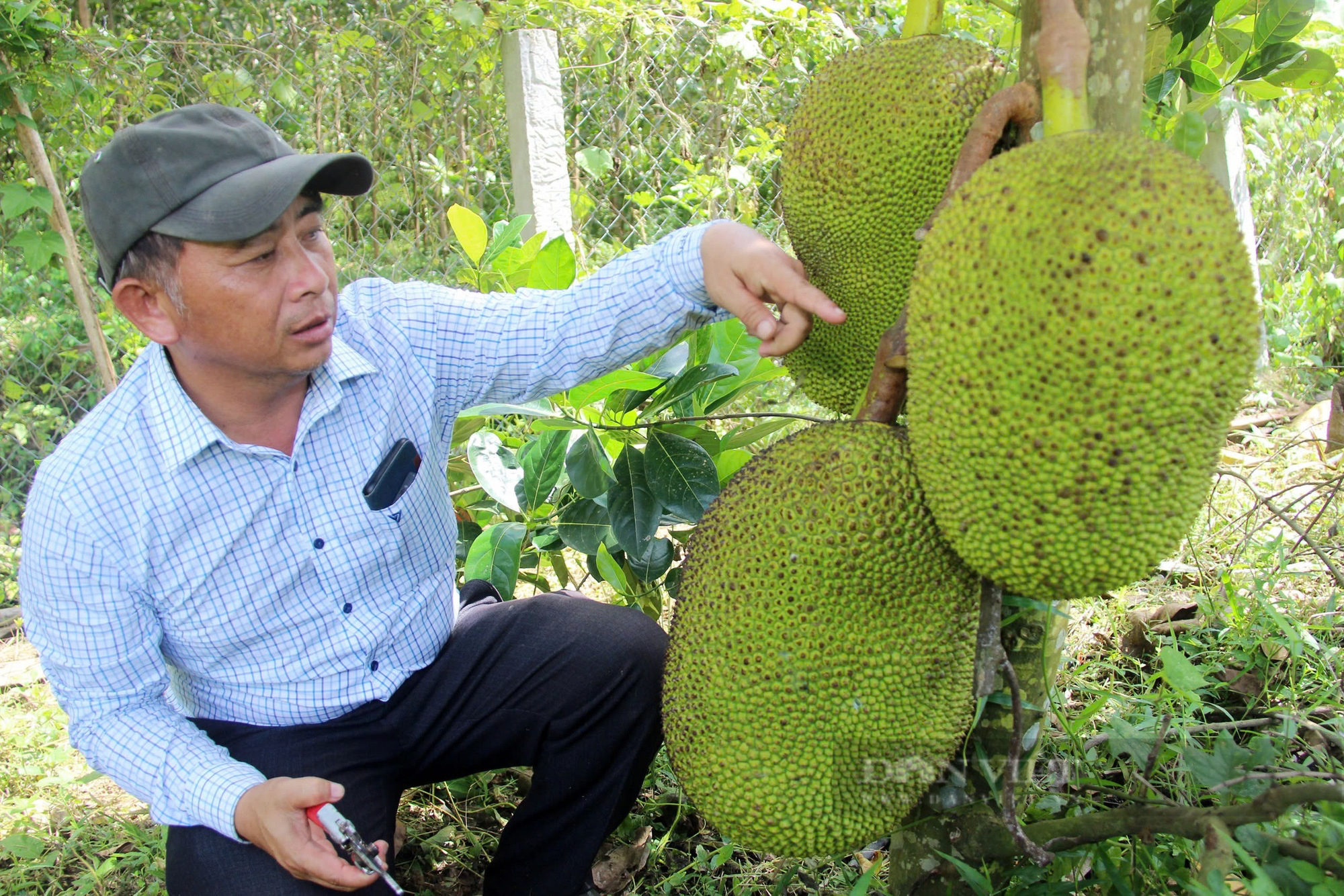 Những nông dân "dám nghĩ dám làm", quyết tâm thoát nghèo trên mảnh đất quê hương Bình Định- Ảnh 2.