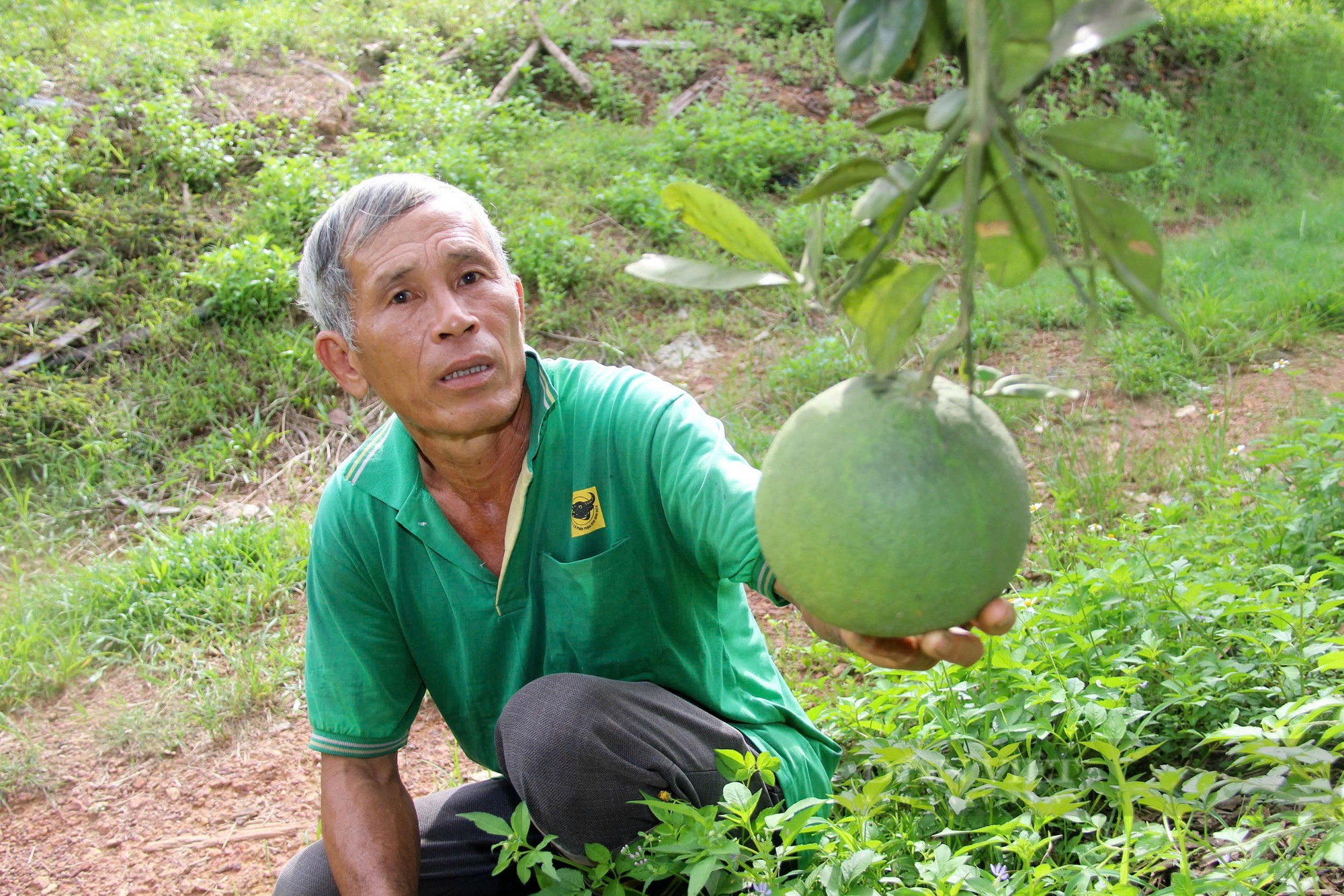 Những nông dân "dám nghĩ dám làm", quyết tâm thoát nghèo trên mảnh đất quê hương Bình Định- Ảnh 4.