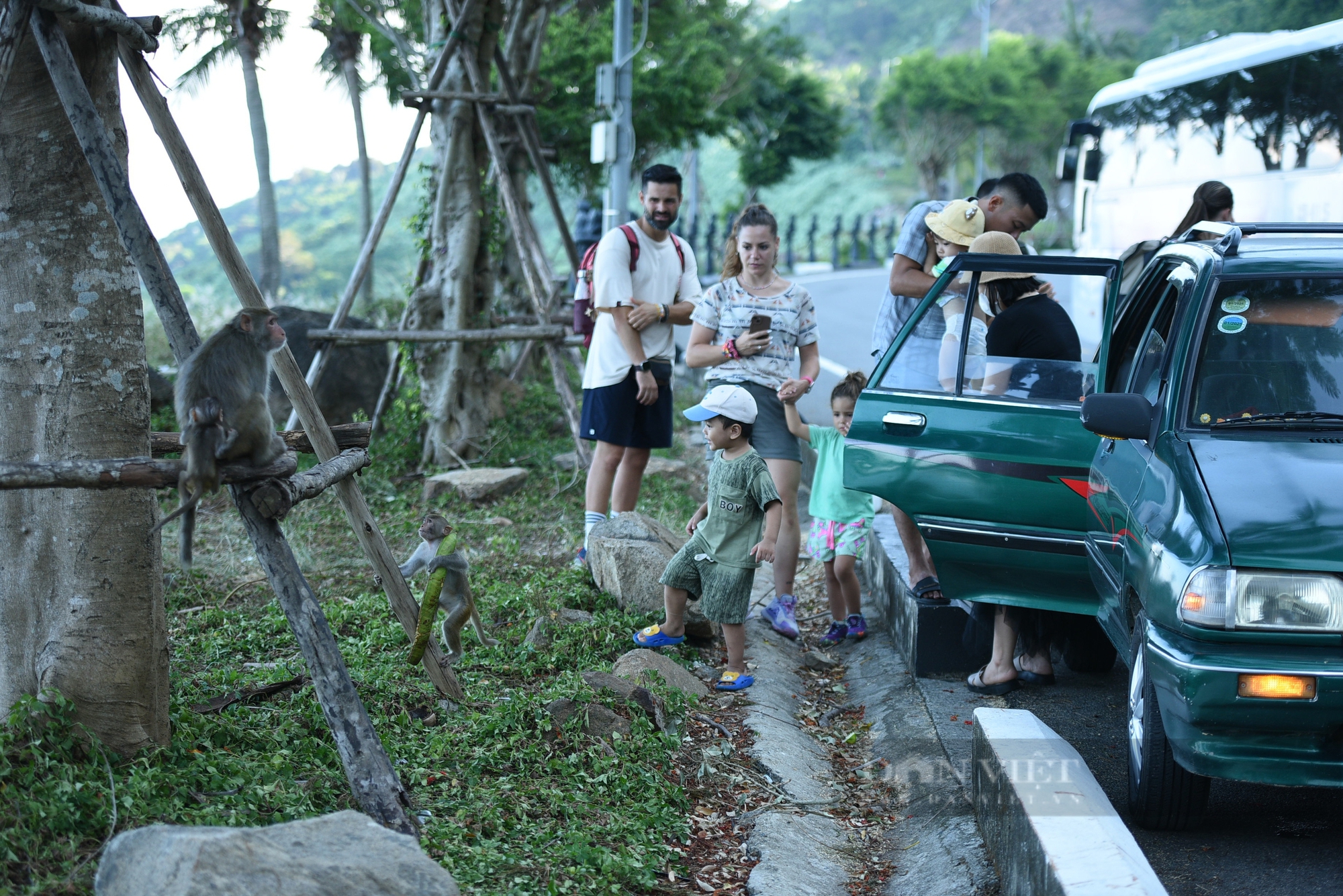 Đàn khỉ trên núi Sơn Trà "bao vây", giành giật đồ ăn du khách- Ảnh 3.