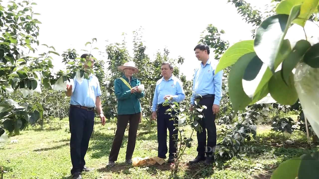 "cầm tay chỉ việc" giúp hội viên nông dân năm kỹ năng chăm sóc, phòng trừ sâu bệnh hại cây trồng - Ảnh 1.