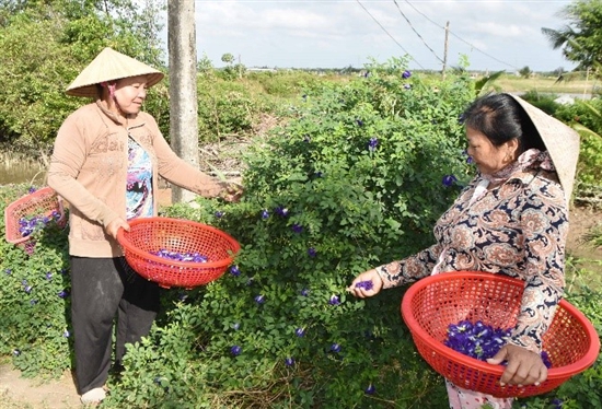 Đường hoa đậu biếc ở Trà Vinh đẹp mê ly luôn, thiên hạ tha hồ chụp hình, dân có thêm tiền chợ- Ảnh 3.