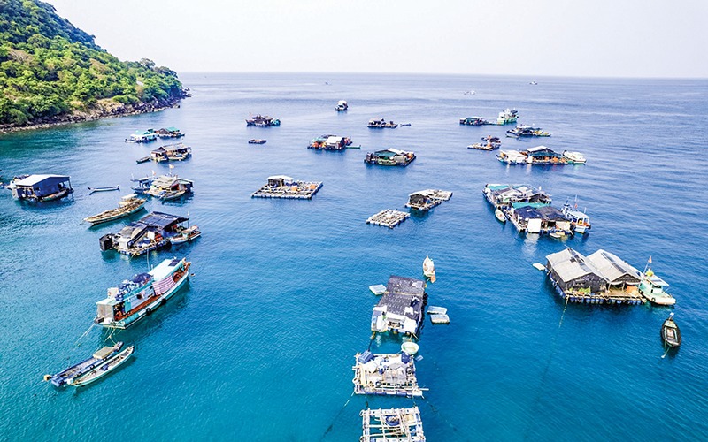 Cá mòi, loài cá kỳ lạ, bơi lội biển Đông, ngược dòng sông Hồng sinh con đẻ cái rồi lại về đại dương - Ảnh 3.