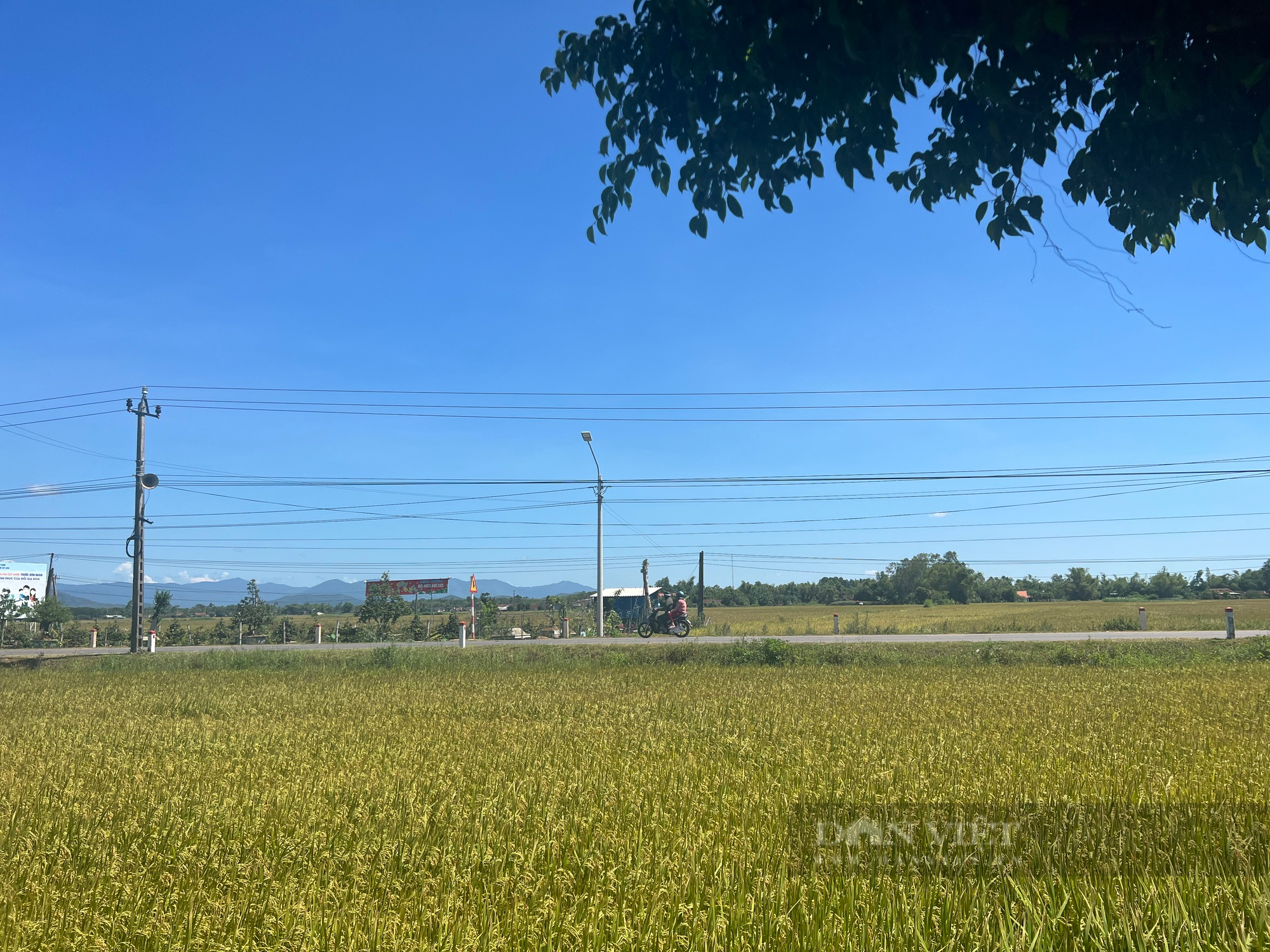 Giá lúa hè thu tăng cao chưa từng có, nông dân Bình Định phấn khởi vì thu lãi lớn- Ảnh 1.