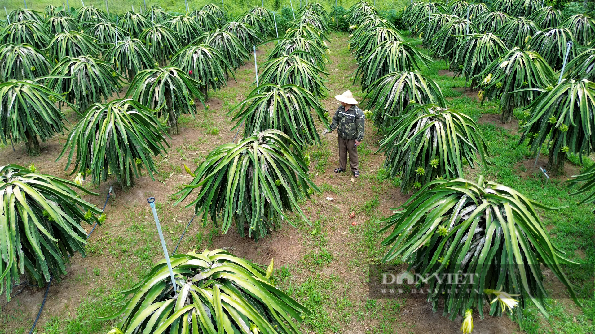 Đánh liều "nuôi con rồng xanh ra quả đỏ", nông dân Mường Động ở Hòa Bình bất ngờ giàu hẳn lên- Ảnh 2.