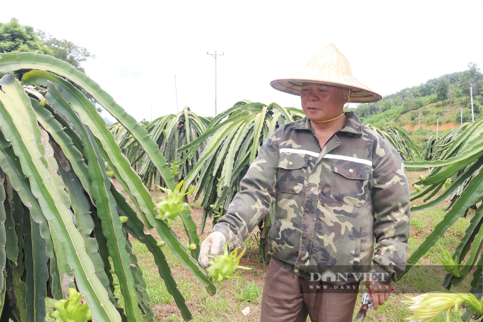 Đánh liều "nuôi con rồng xanh ra quả đỏ", nông dân Mường Động ở Hòa Bình bất ngờ giàu hẳn lên- Ảnh 3.