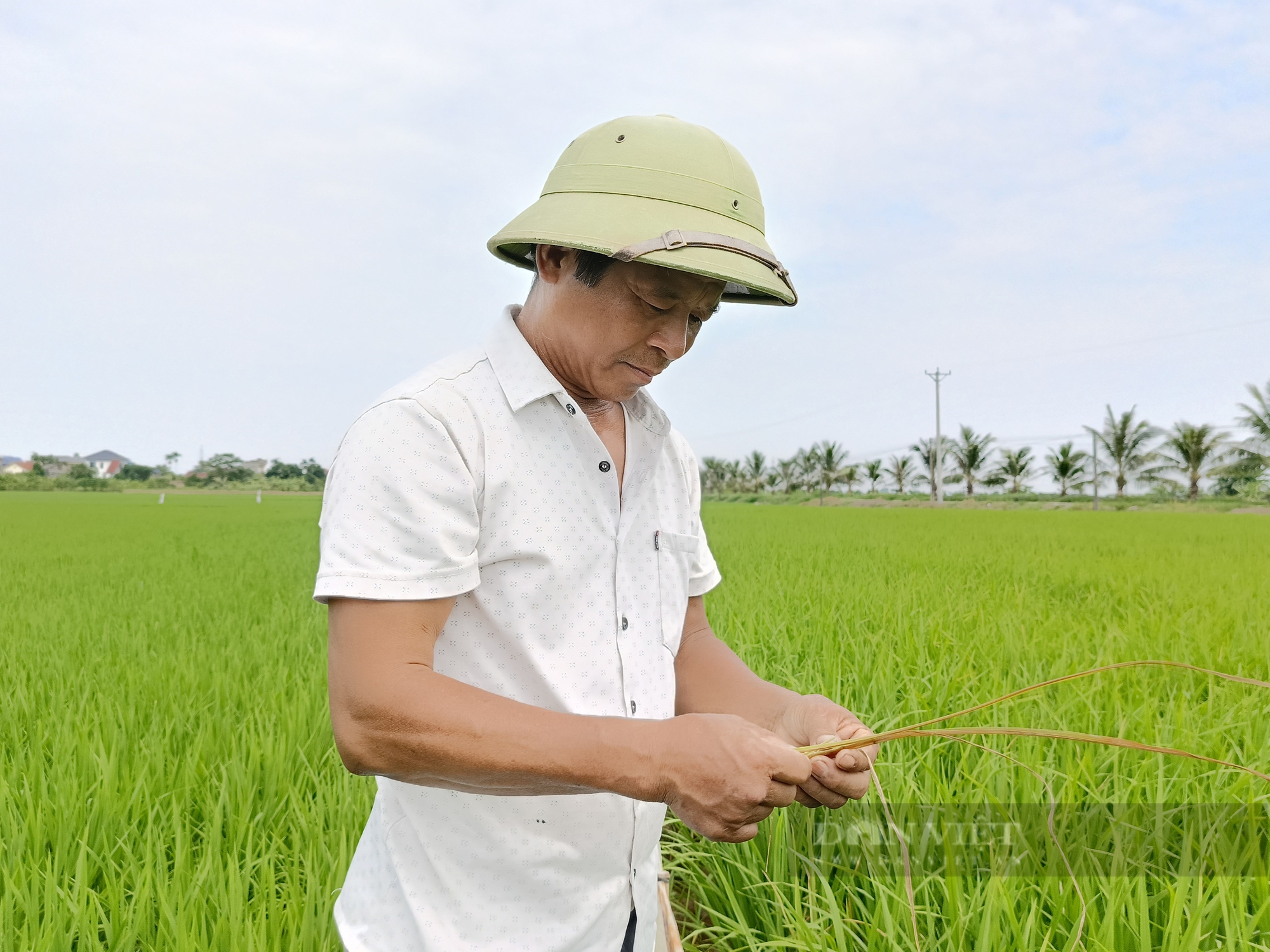 Từng bị gọi là "gã điên", nay ông nông dân Thái Bình có 25ha lúa, mỗi năm thu 200 tấn thóc - Ảnh 4.