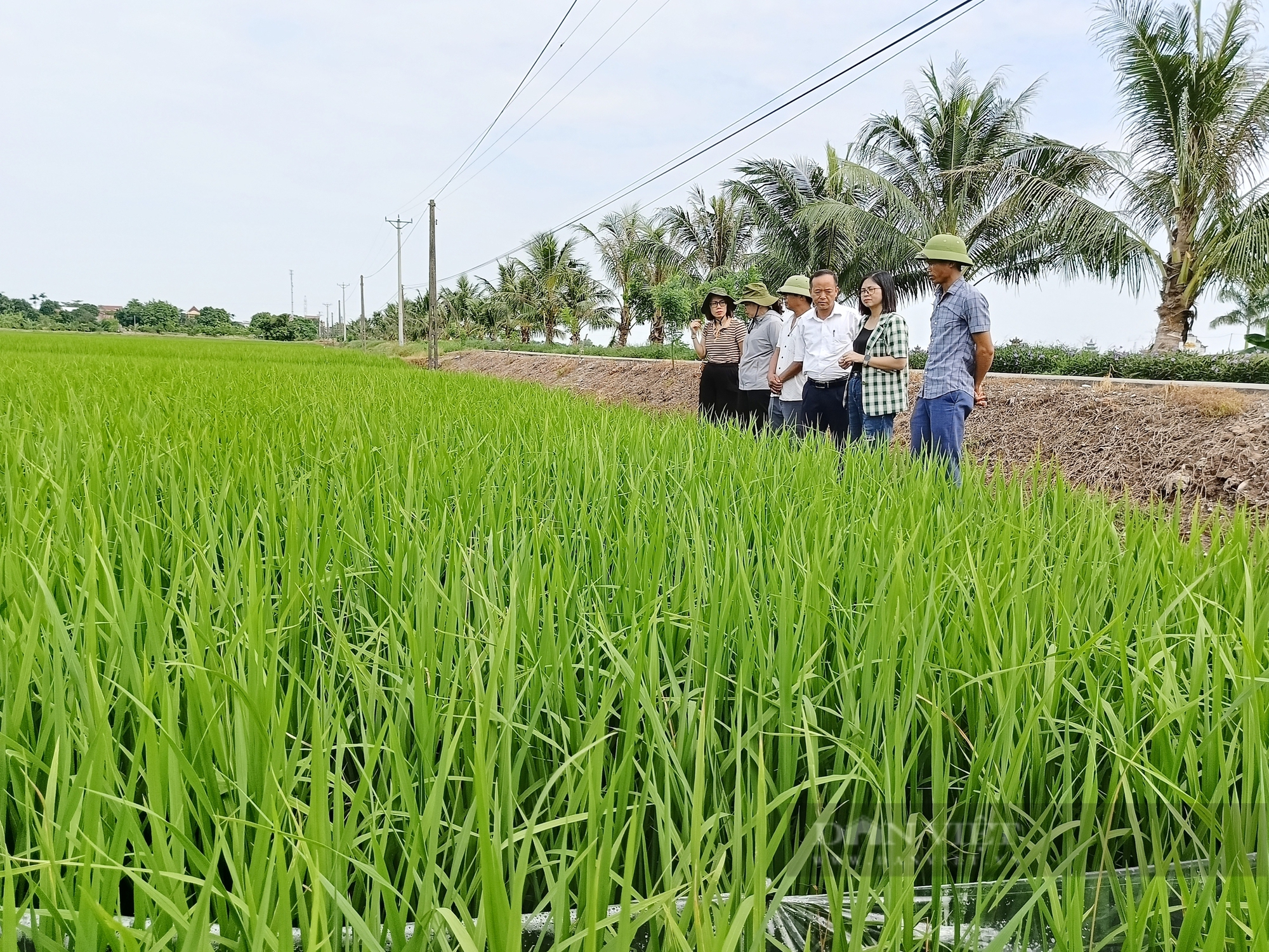 Từng bị gọi là "gã điên", nay ông nông dân Thái Bình có 25ha lúa, mỗi năm thu 200 tấn thóc - Ảnh 5.