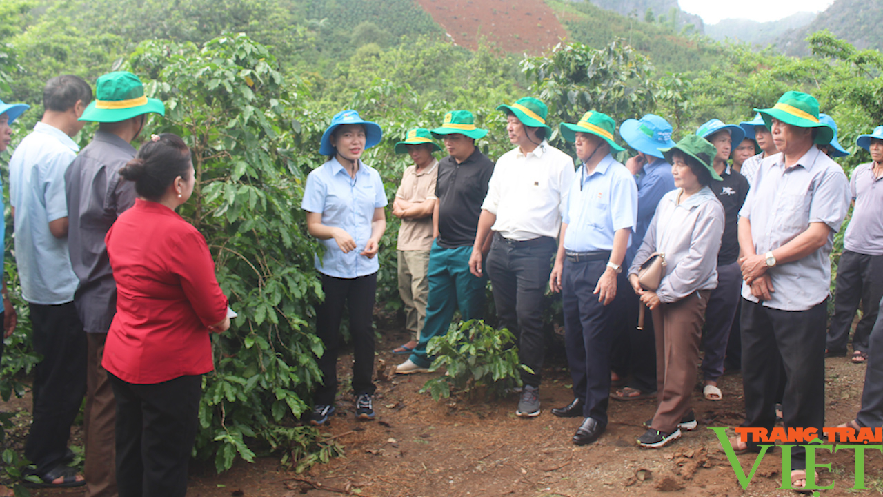 Nông dân Sơn La đẩy mạnh áp dụng tiến bộ khoa học kỹ thuật vào canh tác cà phê - Ảnh 1.