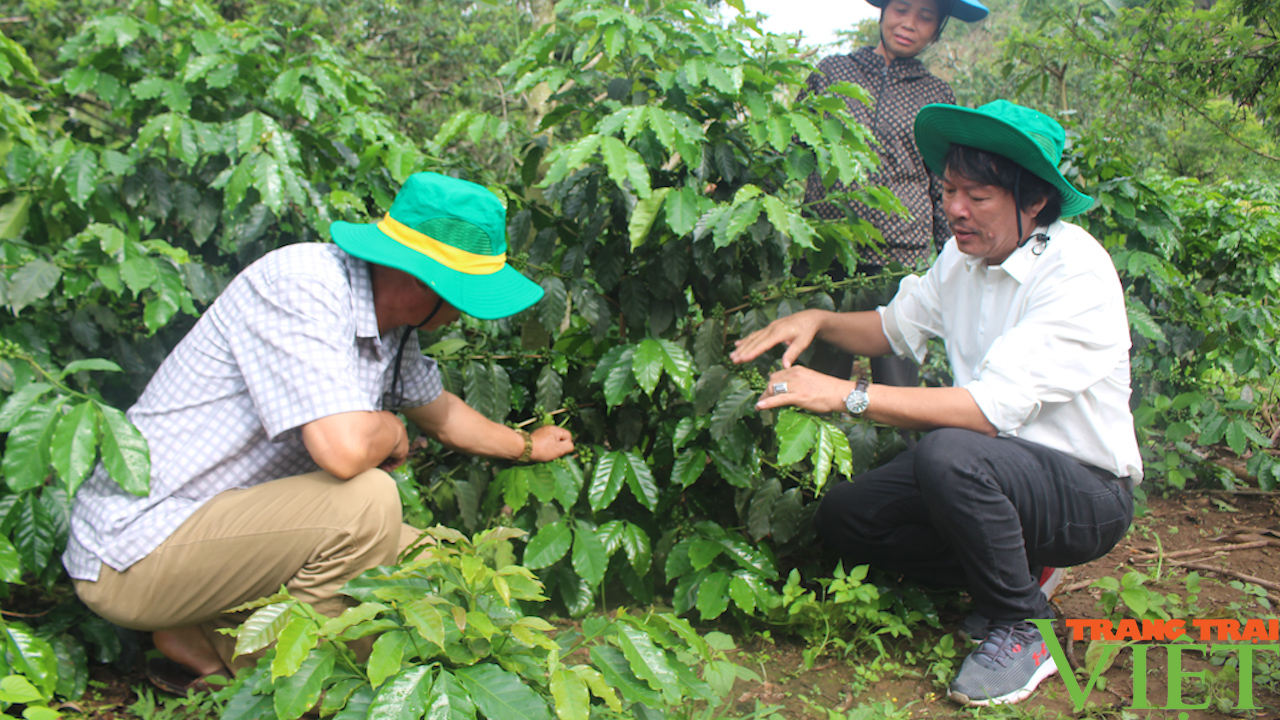 Nông dân Sơn La đẩy mạnh áp dụng tiến bộ khoa học kỹ thuật vào canh tác cà phê - Ảnh 2.