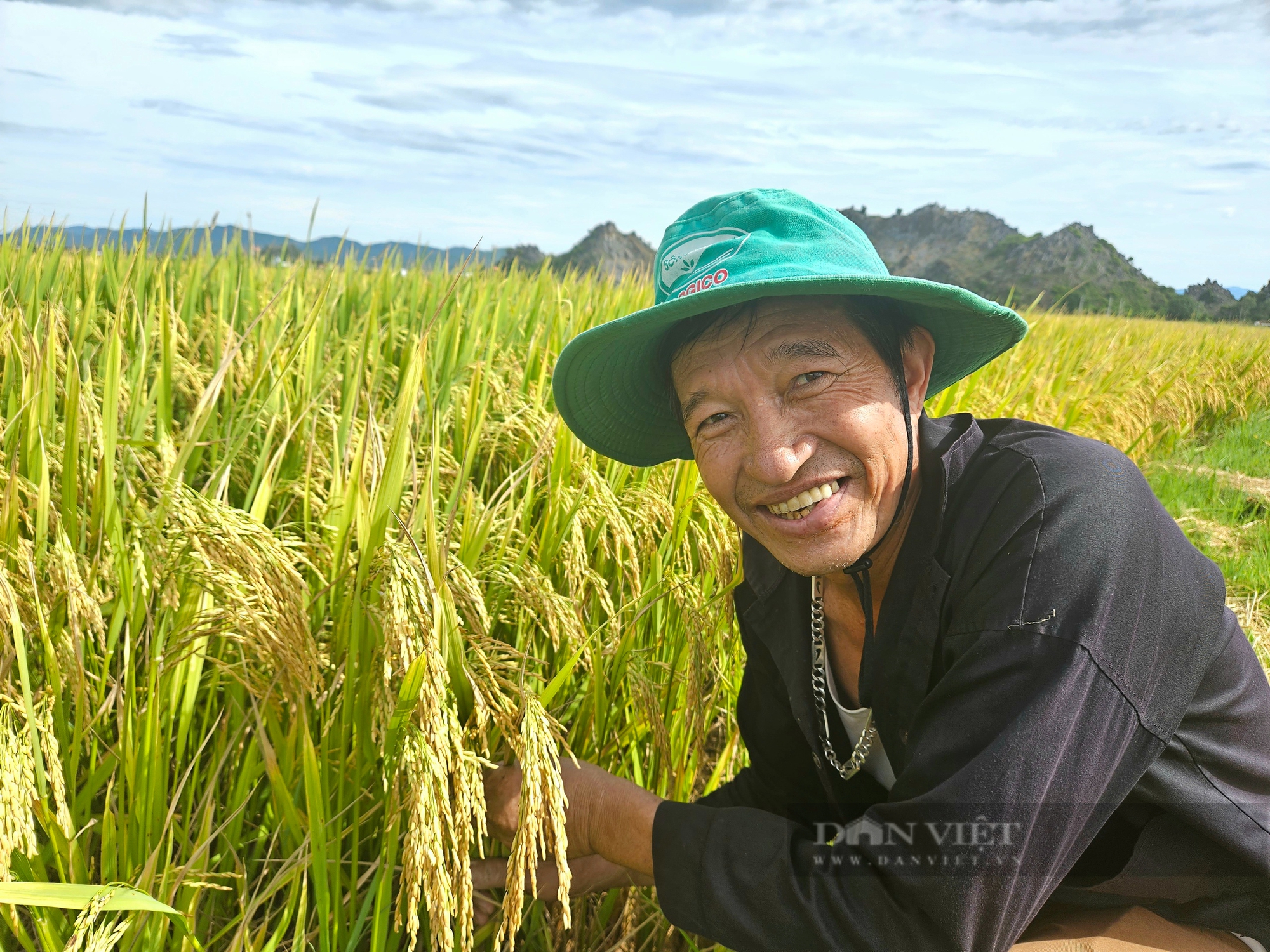 "Cánh đồng không dấu chân" ở Quảng Bình, nông dân gặt lúa đạt 75 tạ/ha, bán ngay tại ruộng, giá cao- Ảnh 3.