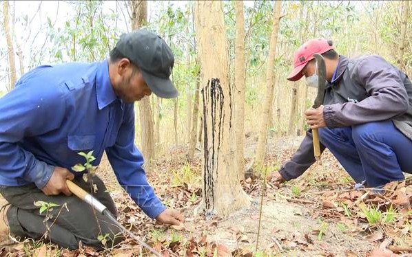 Sông Tiền, sông Hậu đã đưa nước son về đồng vùng đầu nguồn miền Tây, nước son là thứ nước gì? - Ảnh 5.