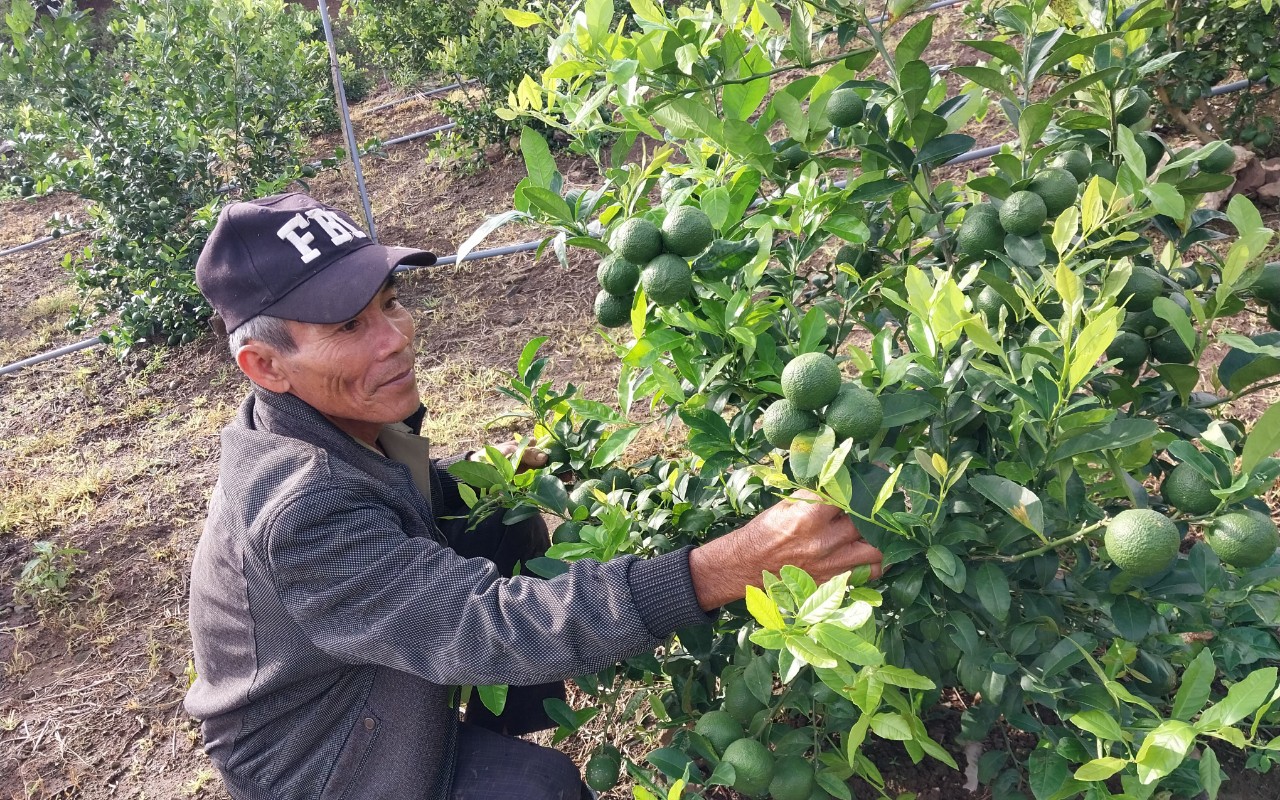 Gò đồi Tổ Đỉa ở Quảng Ngãi, anh nông dân trồng sầu riêng, hồ tiêu, được lãnh đạo huyện đến thăm - Ảnh 1.