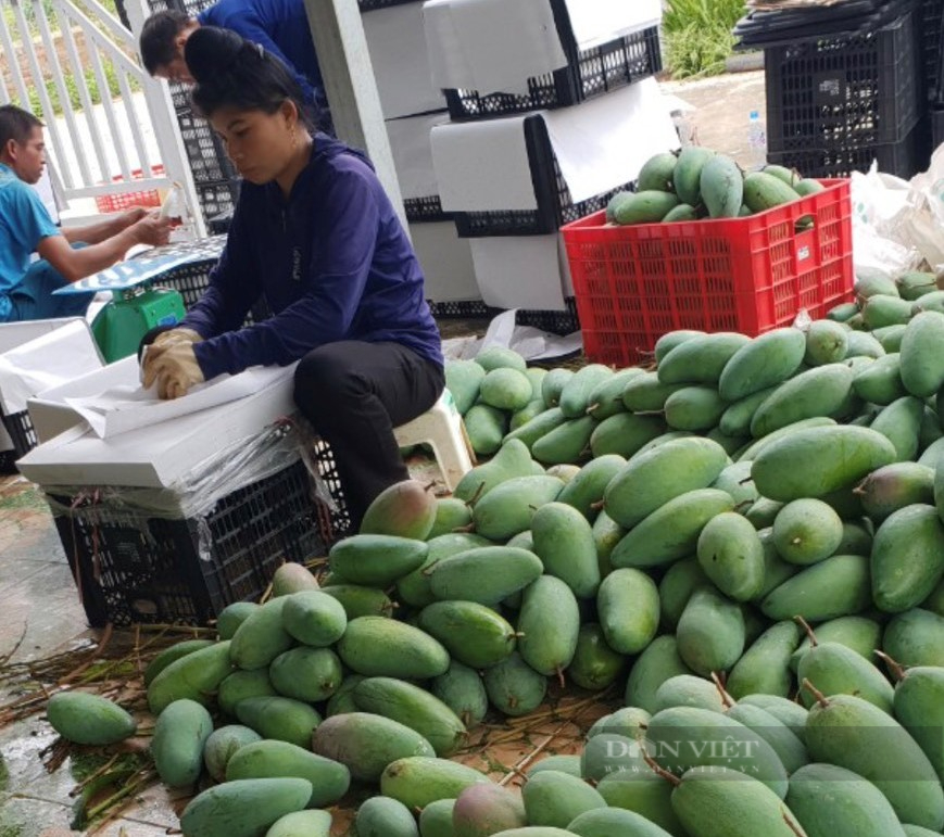 Trồng giống xoài to như bình nước bán sang Mỹ, Trung Quốc, một hợp tác xã ở Sơn La thu tiền tỷ mỗi năm- Ảnh 2.