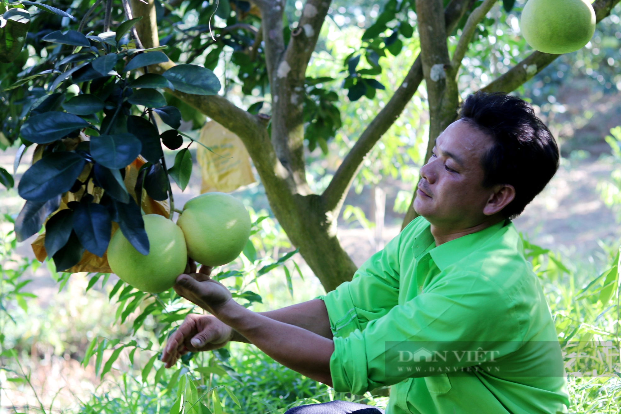 Huyện miền núi Hương Khê (Hà Tĩnh) ước tính thu về khoảng 600 tỷ đồng từ bưởi Phúc Trạch - Ảnh 3.