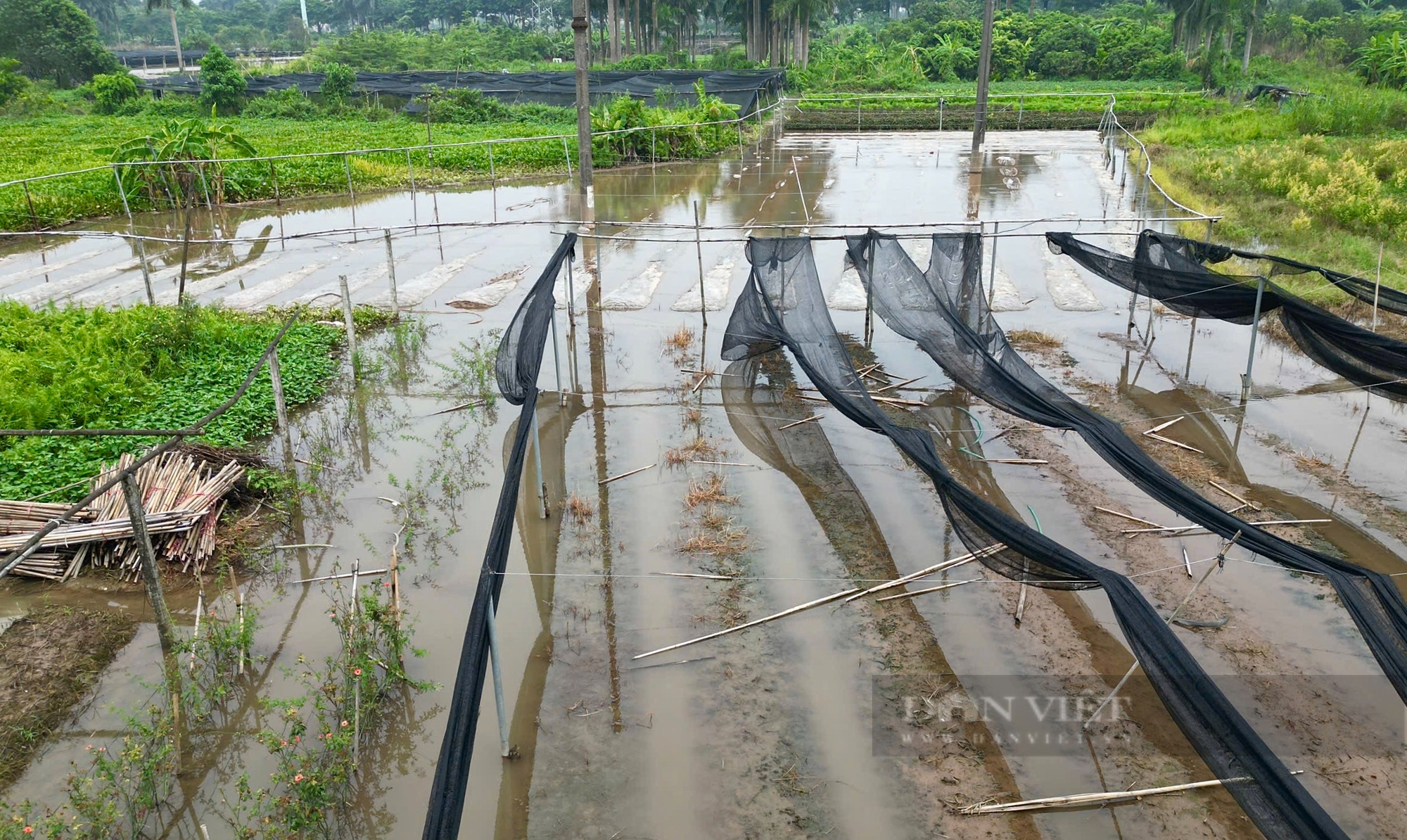 Làng hoa Tây Tựu ngập nặng, người dân hối hả tát nước cứu tài sản- Ảnh 1.