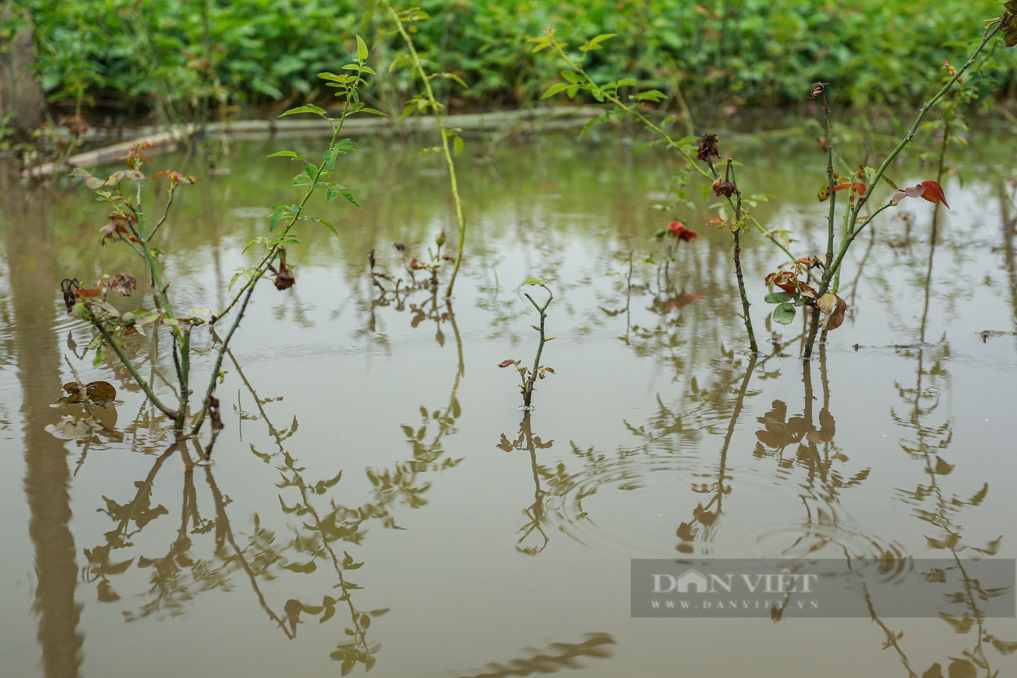 Làng hoa Tây Tựu ngập nặng, người dân hối hả tát nước cứu tài sản- Ảnh 6.