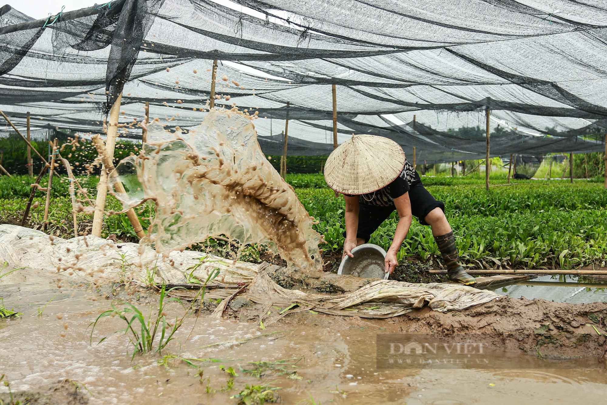 Làng hoa Tây Tựu ngập nặng, người dân hối hả tát nước cứu tài sản- Ảnh 9.