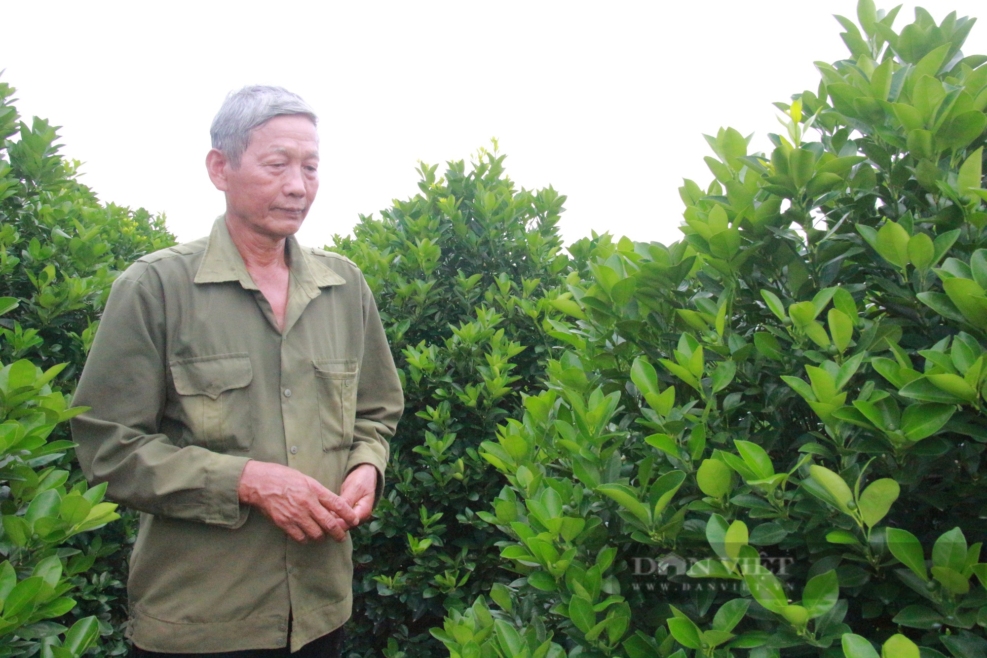 Quất Nam Phong bị ảnh hưởng do mưa lớn kéo dài, nhà vườn lo sợ thất thu dịp cuối năm - Ảnh 5.