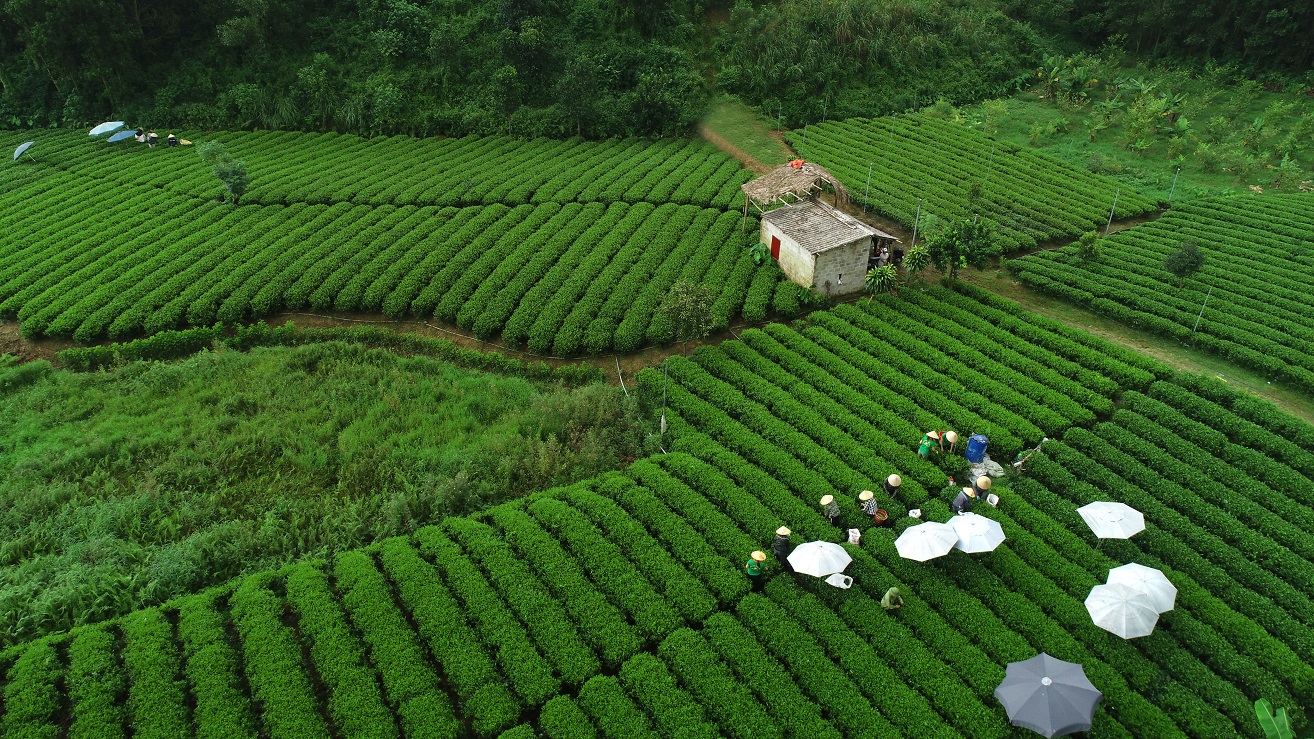 Để đồi chè Thái Nguyên thêm xanh và gia tăng giá trị bền vững- Ảnh 1.