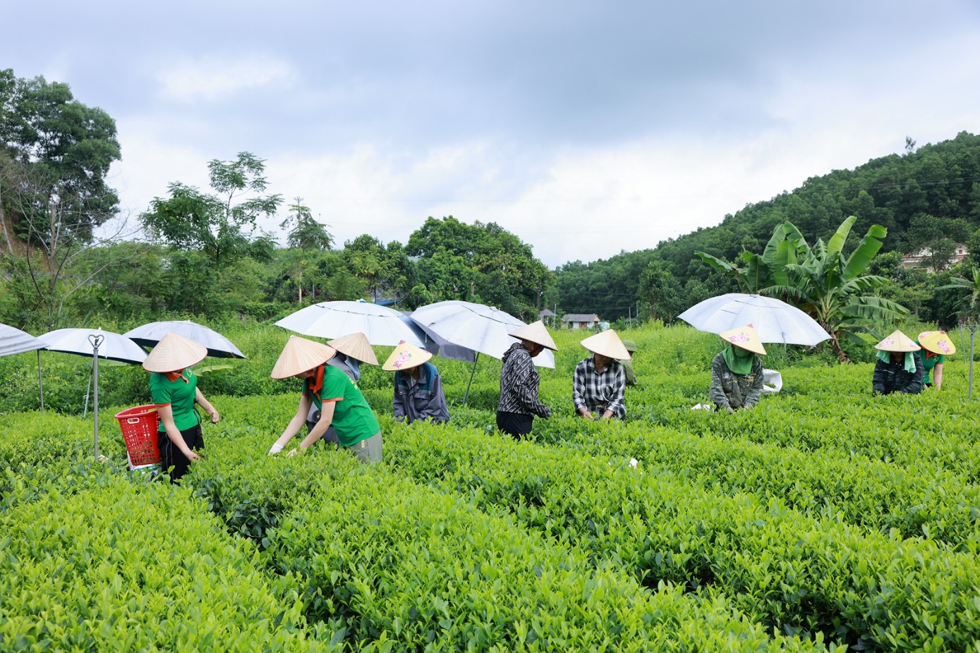 Để đồi chè Thái Nguyên thêm xanh và gia tăng giá trị bền vững- Ảnh 3.