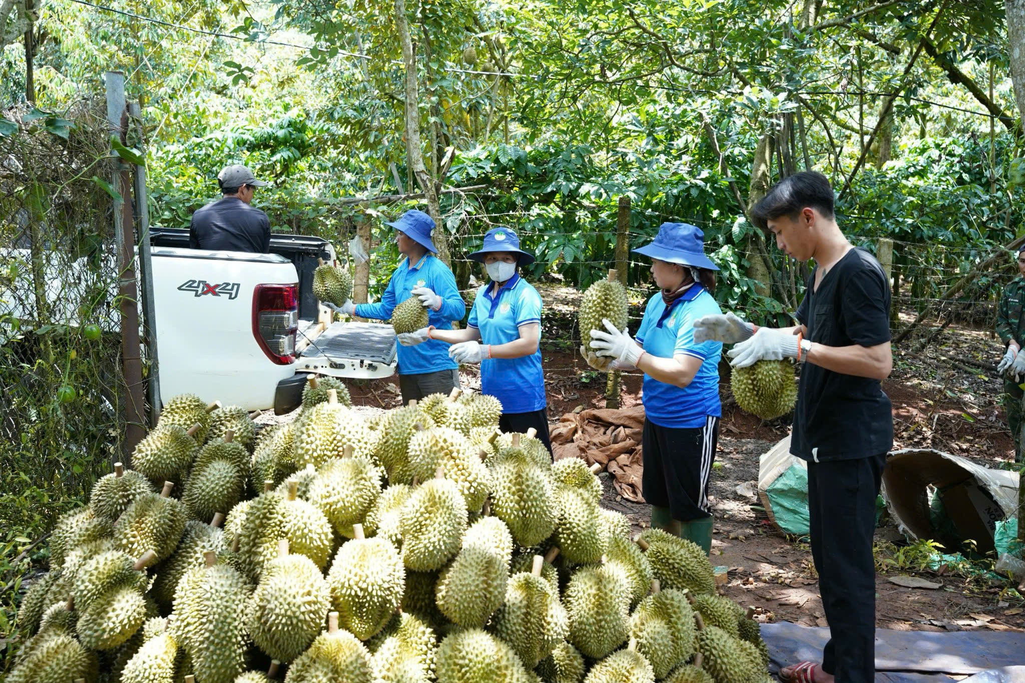 Xuất khẩu sầu riêng đông lạnh sang Trung Quốc, có công ty Việt Nam đã thu 25 triệu USD năm 2024- Ảnh 3.