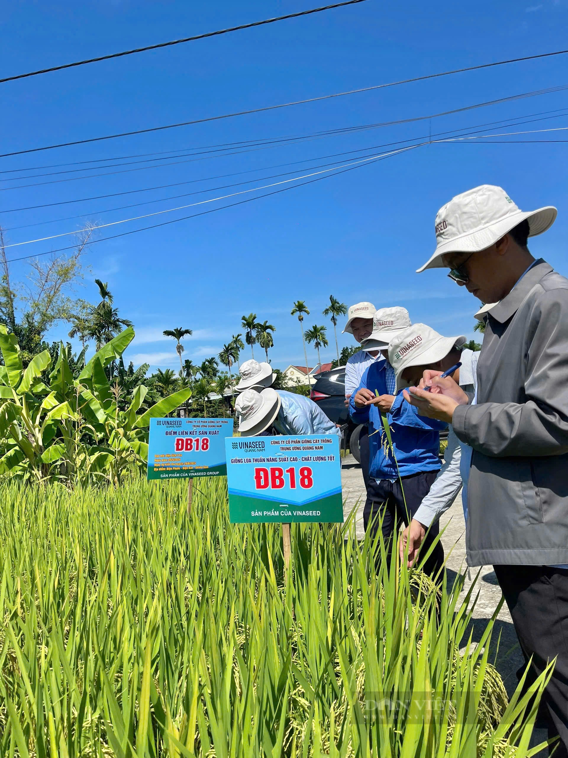 Bộ giống lúa của Vinaseed có đặc tính gì mà nông dân Quảng Nam trầm trồ khen ngợi? - Ảnh 1.