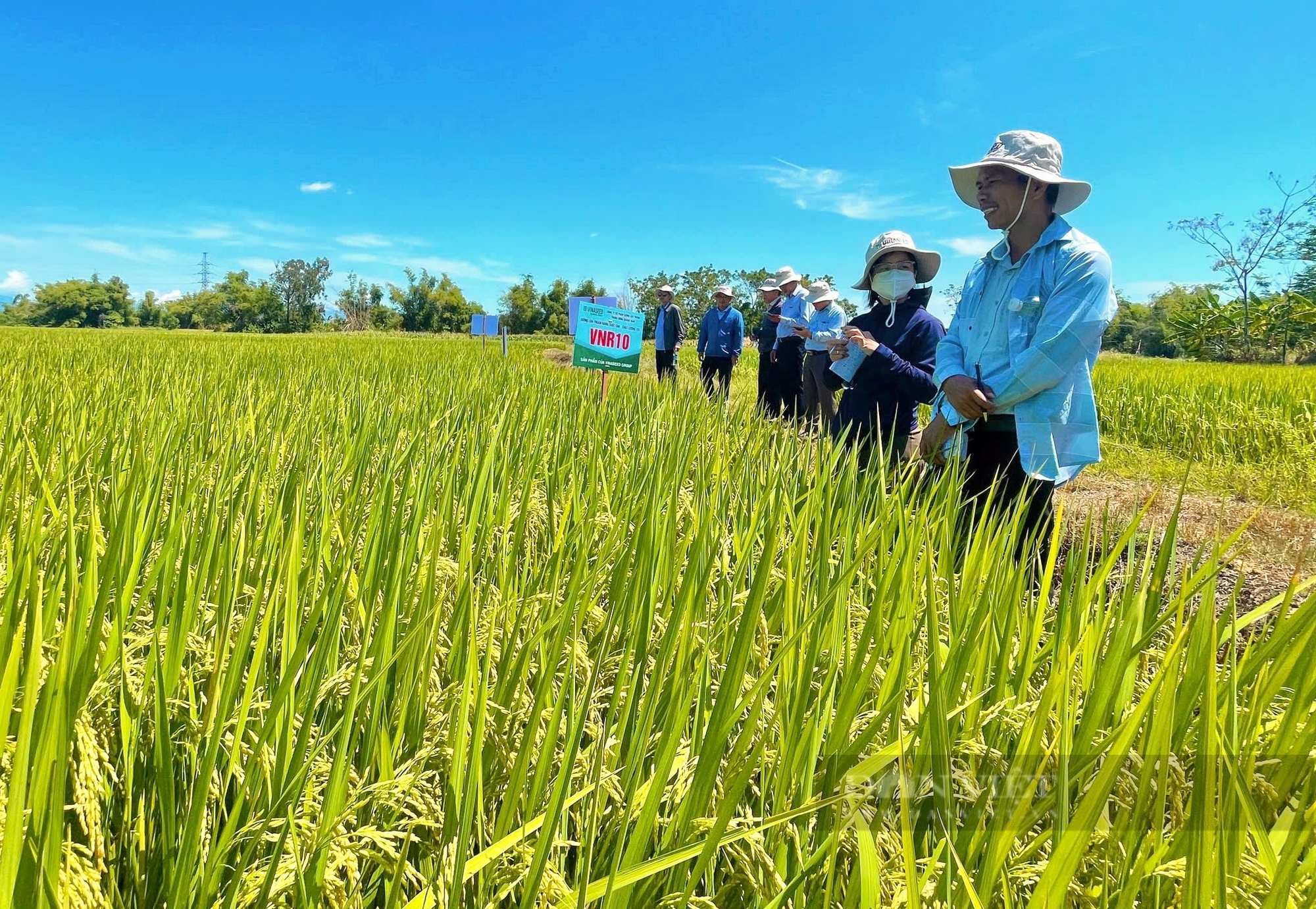 Bộ giống lúa của Vinaseed có đặc tính gì mà nông dân Quảng Nam trầm trồ khen ngợi? - Ảnh 3.