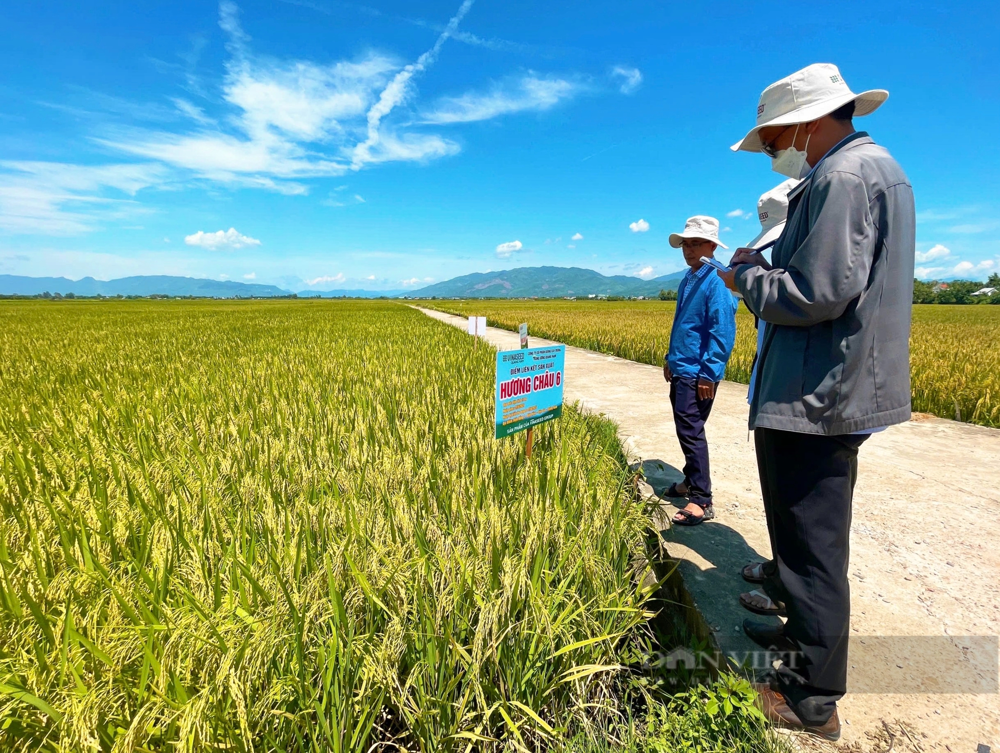 Bộ giống lúa của Vinaseed có đặc tính gì mà nông dân Quảng Nam trầm trồ khen ngợi? - Ảnh 7.