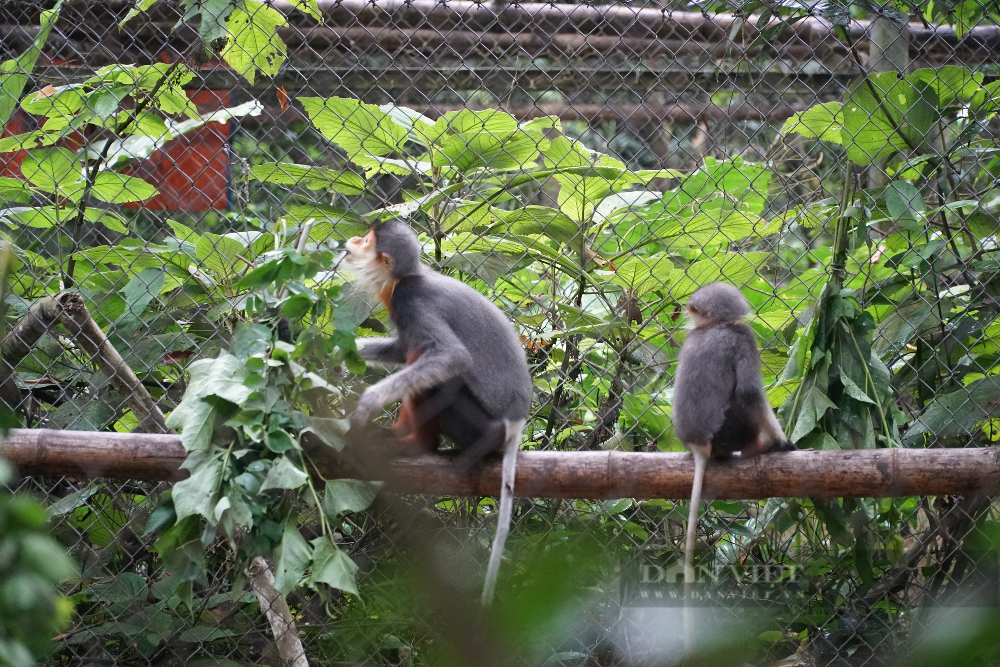 Hướng dẫn viên Vườn Quốc gia Cúc Phương: "Không ngại xuyên rừng, ngủ bản, dẫn tour đêm" - Ảnh 2.