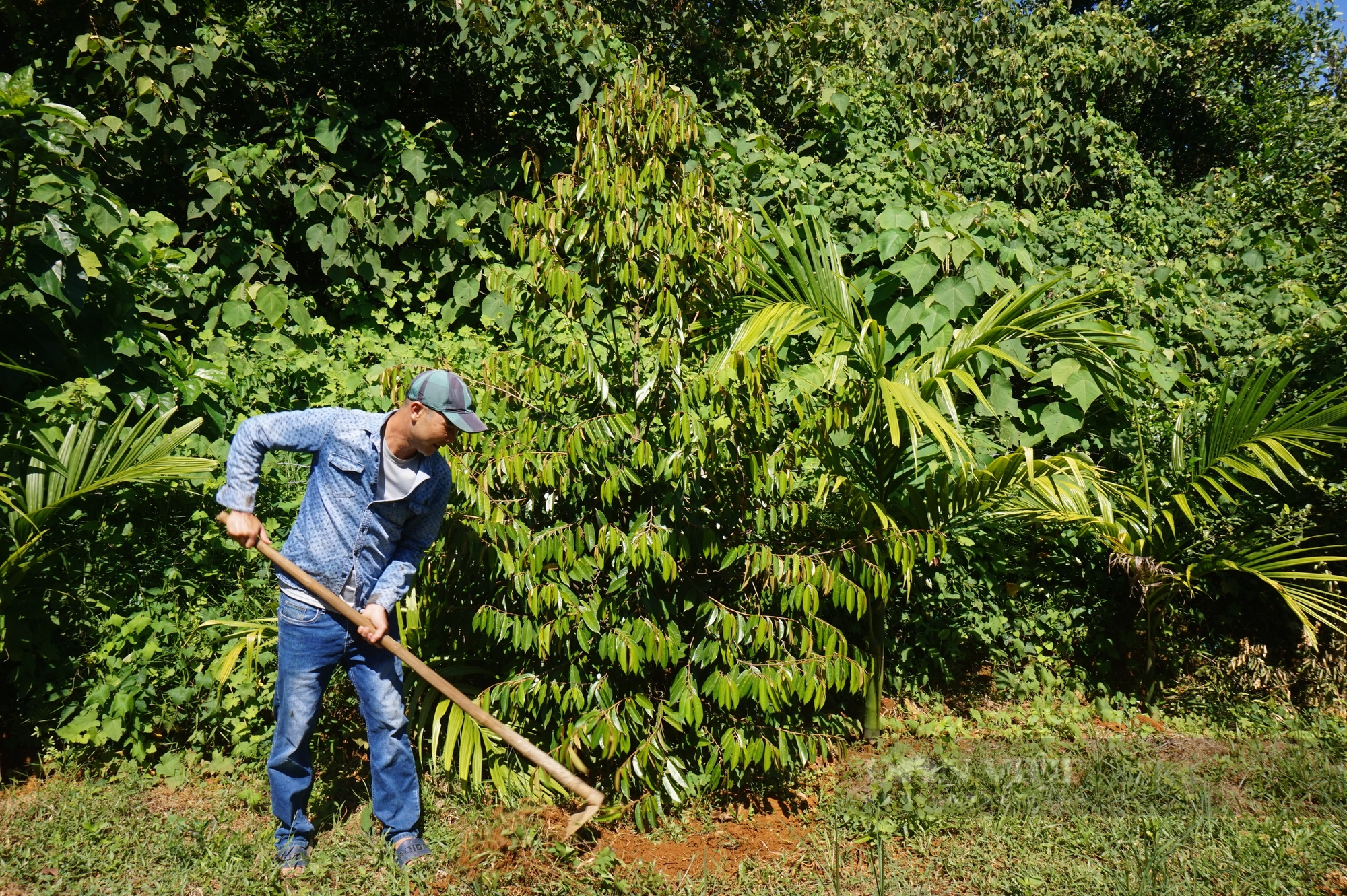 Đà Nẵng: Có vốn ưu đãi tiếp sức, nông dân Hòa Vang xây dựng được cơ ngơi bạc tỷ- Ảnh 5.