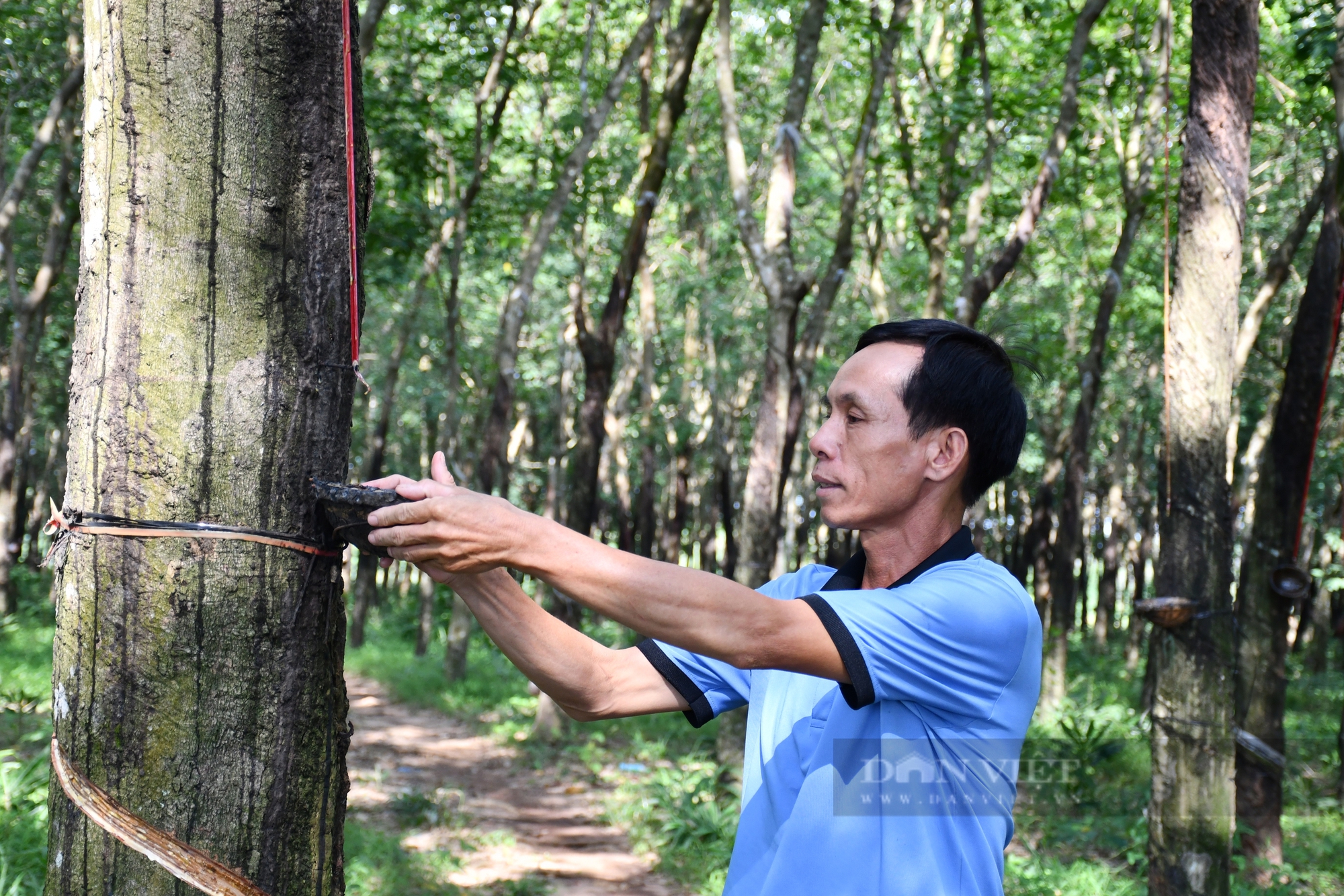 Nông dân sản xuất giỏi Lâm Văn Giàng: Khởi nghiệp lái heo, thành… tỷ phú cây cao su - Ảnh 4.