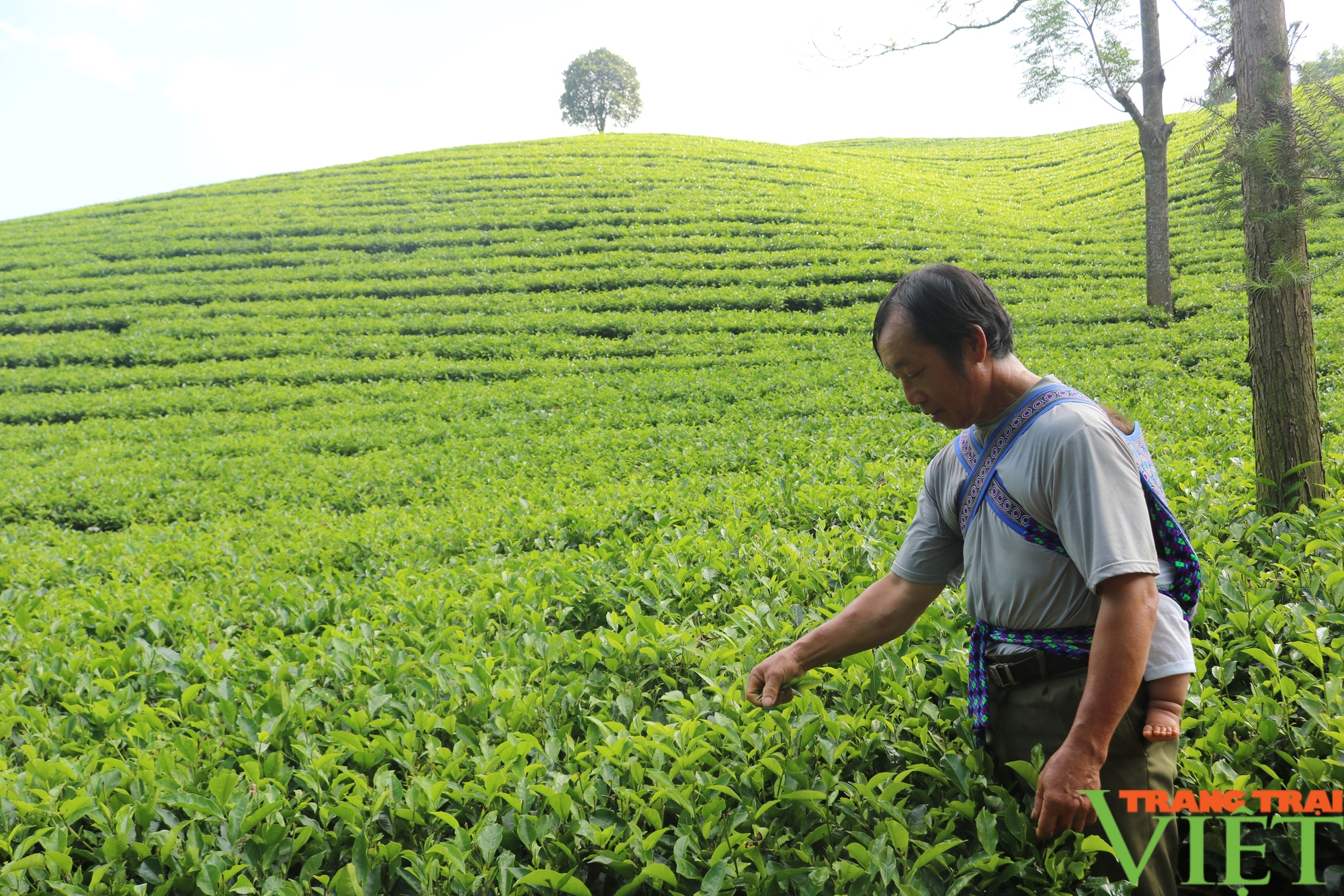 Nghị lực vượt khó làm kinh tế của người nông dân ở Lào Cai - Ảnh 1.