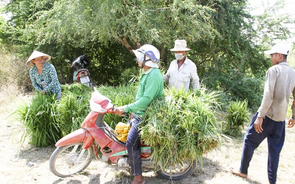 Hoa lan rừng ở một thành phố của Lâm Đồng treo la liệt, giò hoa lan quý hiếm hoàng phi hạc tiền tỷ - Ảnh 9.