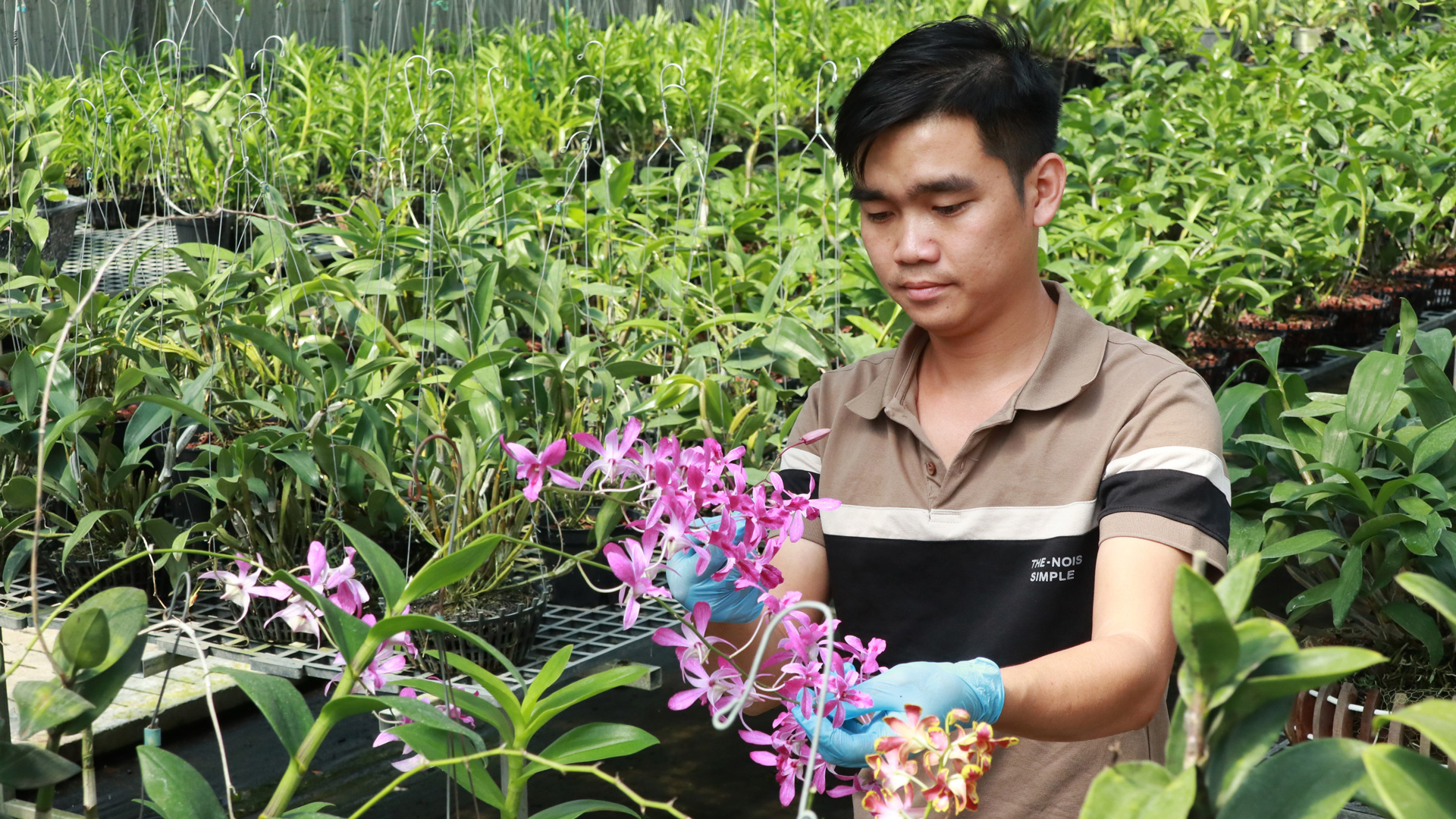 Ở một thành phố của Lâm Đồng, mô hình trồng hoa lan công nghệ cao cho thu nhập hàng tỷ đồng - Ảnh 1.