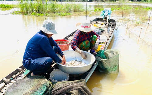 Vô vườn sầu riêng treo la liệt trái ngon, hễ đến Bến Tre, Hậu Giang, Cần Thơ là đụng ngay tỷ phú - Ảnh 4.