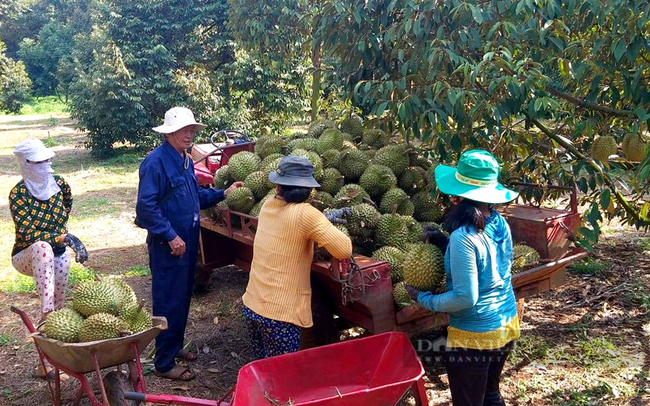 Xuất khẩu sầu riêng đông lạnh sang Trung Quốc, có công ty Việt Nam đã thu 25 triệu USD năm 2024- Ảnh 6.