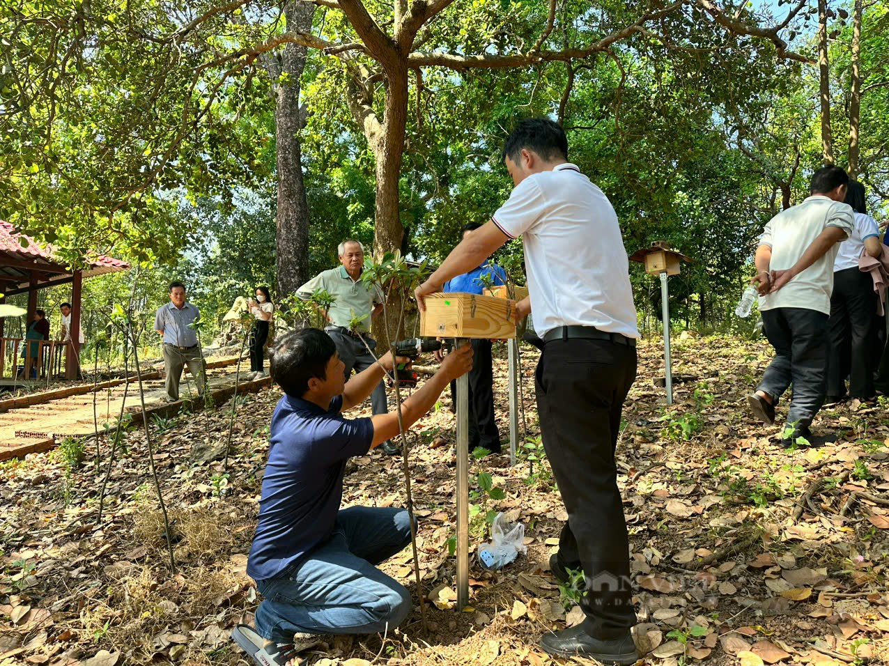 Nuôi con ong dú không ngòi đốt, sinh kế cho người nông dân đô thị tỉnh Bình Phước - Ảnh 1.