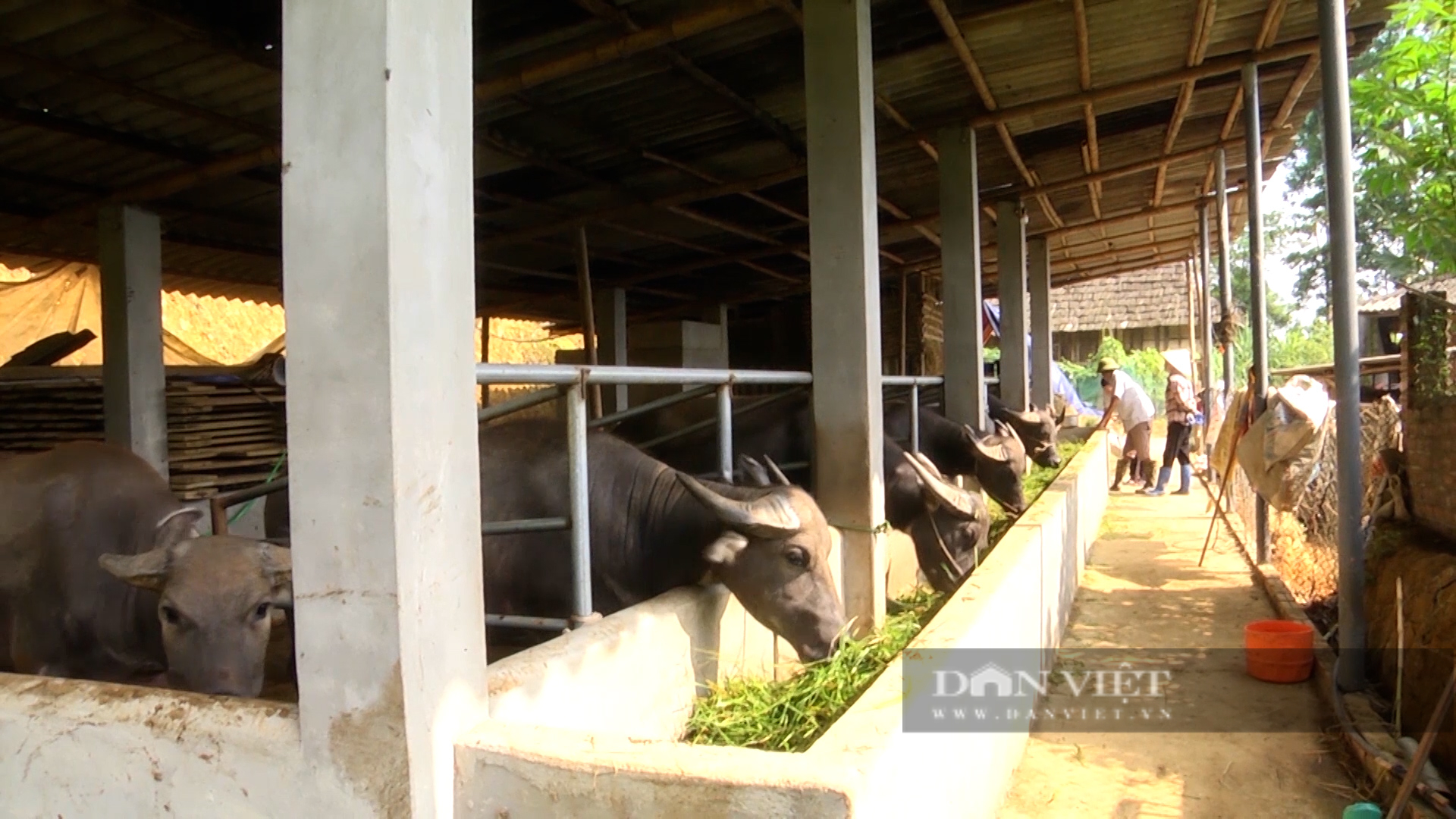 Nông dân thị xã Nghĩa Lộ (Yên Bái) năng động chuyển đổi cơ cấu cây trồng, vật nuôi tăng thu nhập - Ảnh 4.