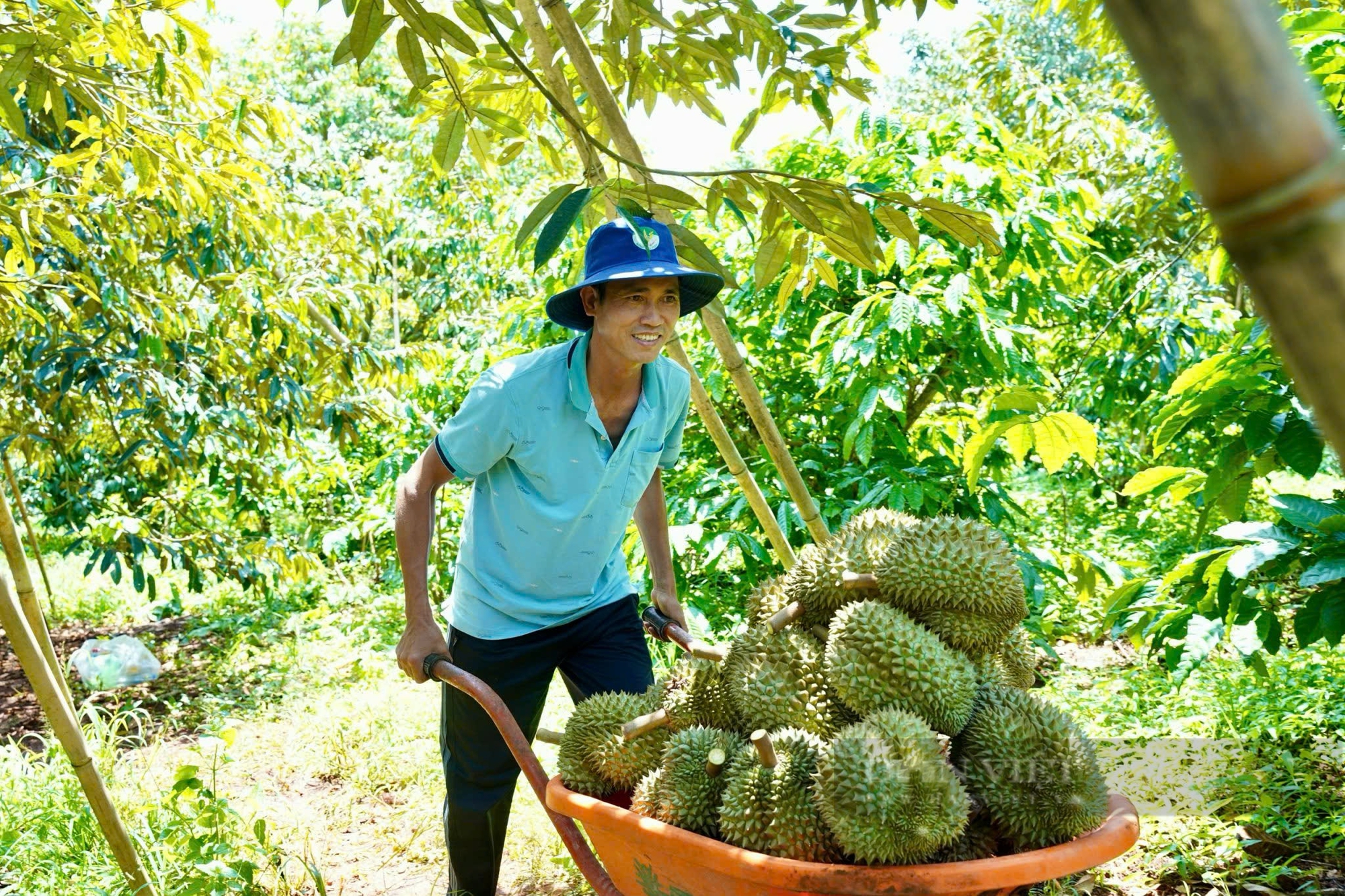 "Mỏ vàng sầu riêng", loại trái cây vua của Việt Nam: Sức nóng từ vùng trồng sầu riêng Tây Nguyên (Bài 1)- Ảnh 1.