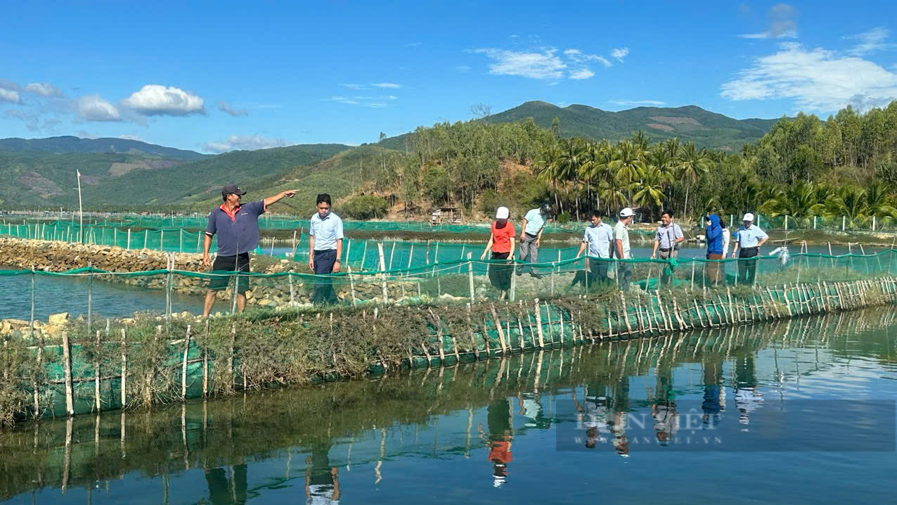 Hội Nông dân tỉnh Phú Yên đa dạng hóa kênh vay vốn giúp hội viên phát triển kinh tế - Ảnh 6.