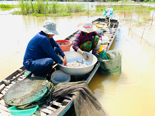 Mùa nước nổi miền Tây, dân mong cảnh trên cơm dưới cá, ngành chức năng cảnh báo điều gì? - Ảnh 1.