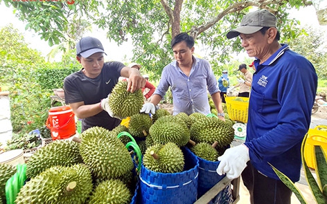 Ba hòn đảo ở Cà Mau nằm trong khu bảo tồn biển, có loài sinh vật quý hiếm nguy cơ tuyệt chủng - Ảnh 6.