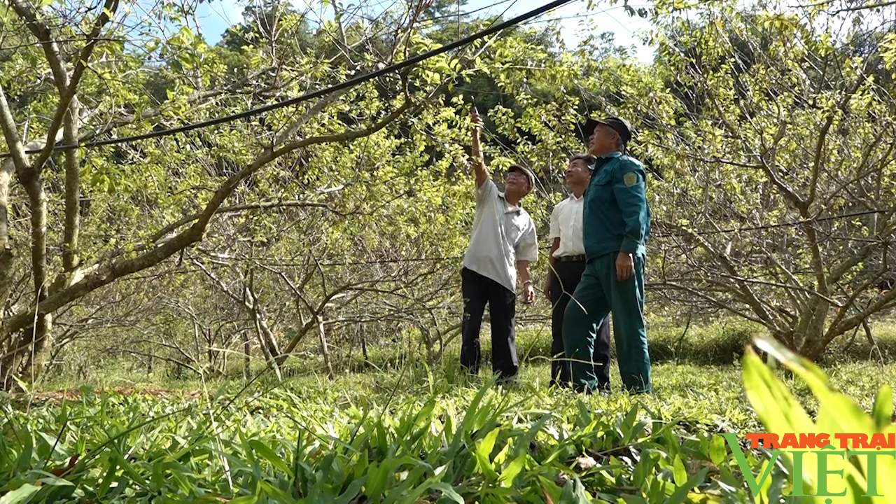 Hội viên nông dân Yên Châu thi đua sản xuất, kinh doanh giỏi - Ảnh 1.