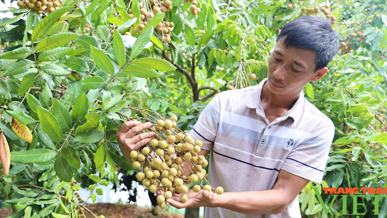 Hội viên nông dân Yên Châu thi đua sản xuất, kinh doanh giỏi - Ảnh 2.