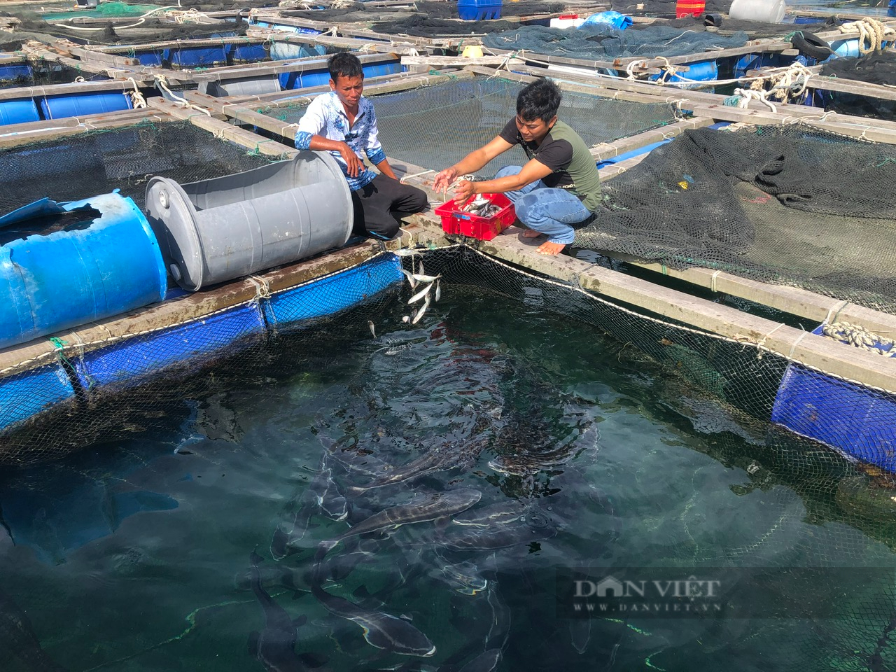 đảo Phú Quý thành Trung tâm khai thác, dịch vụ hậu cần nghề cá, kết hợp tìm kiếm cứu nạn trên biển- Ảnh 8.