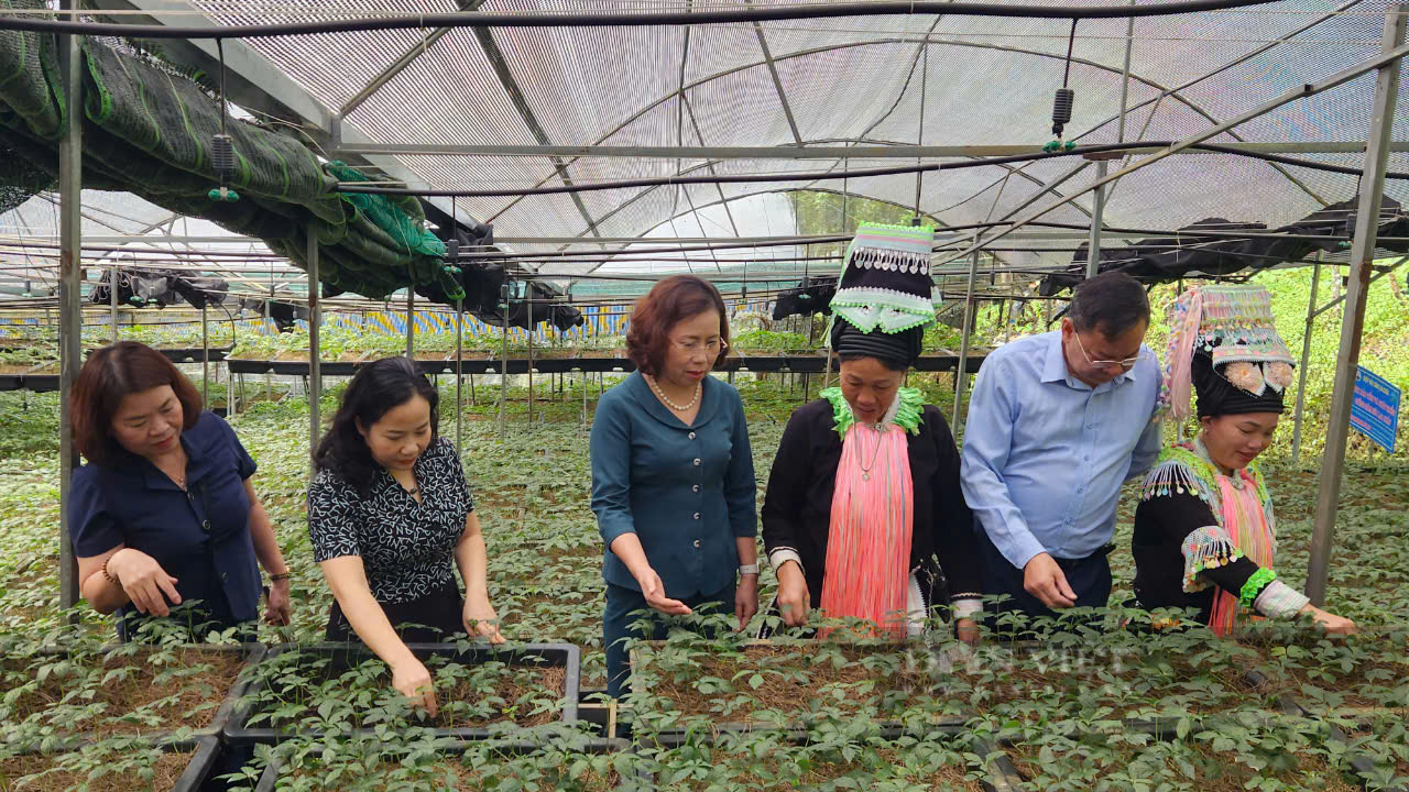 Câu lạc bộ "Nông dân khởi nghiệp phát triển sản phẩm chủ lực tỉnh Lai Châu" khai trương hội quán - Ảnh 1.