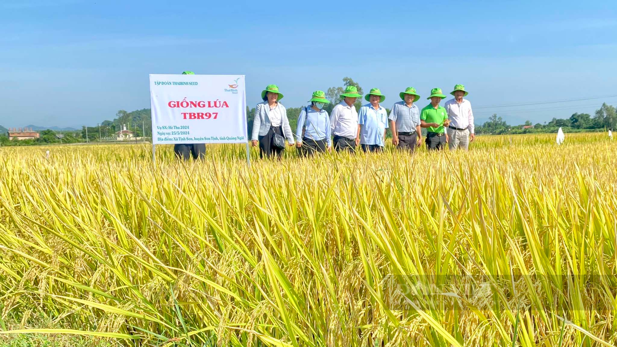 Bộ đôi giống lúa của ThaiBinh Seed “vững vàng” trước mưa gió, năng suất cao, nông dân Quảng Ngãi thích mê - Ảnh 1.