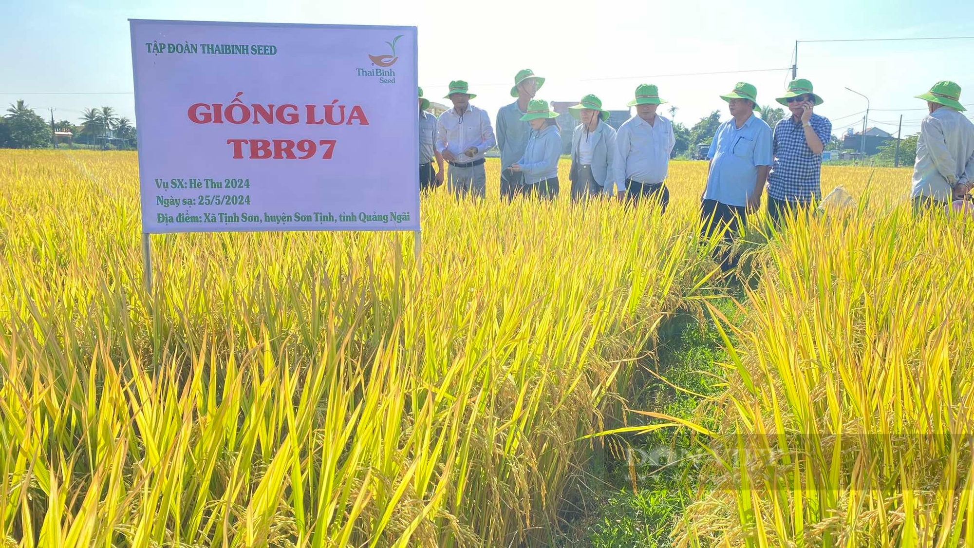 Bộ đôi giống lúa của ThaiBinh Seed “vững vàng” trước mưa gió, năng suất cao, nông dân Quảng Ngãi thích mê - Ảnh 2.